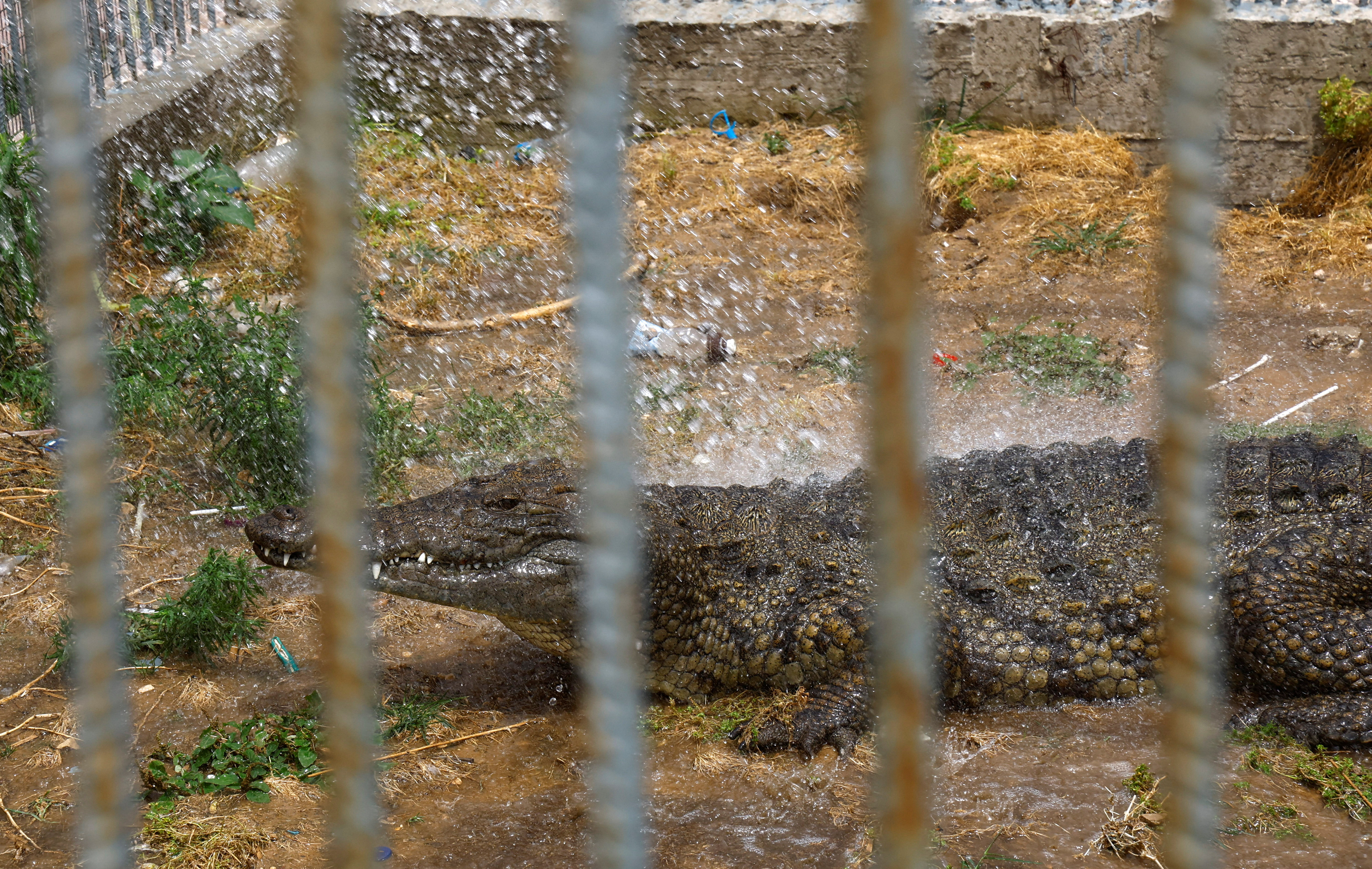 Wild Animals in Zoos - FOUR PAWS International - Animal Welfare Organisation