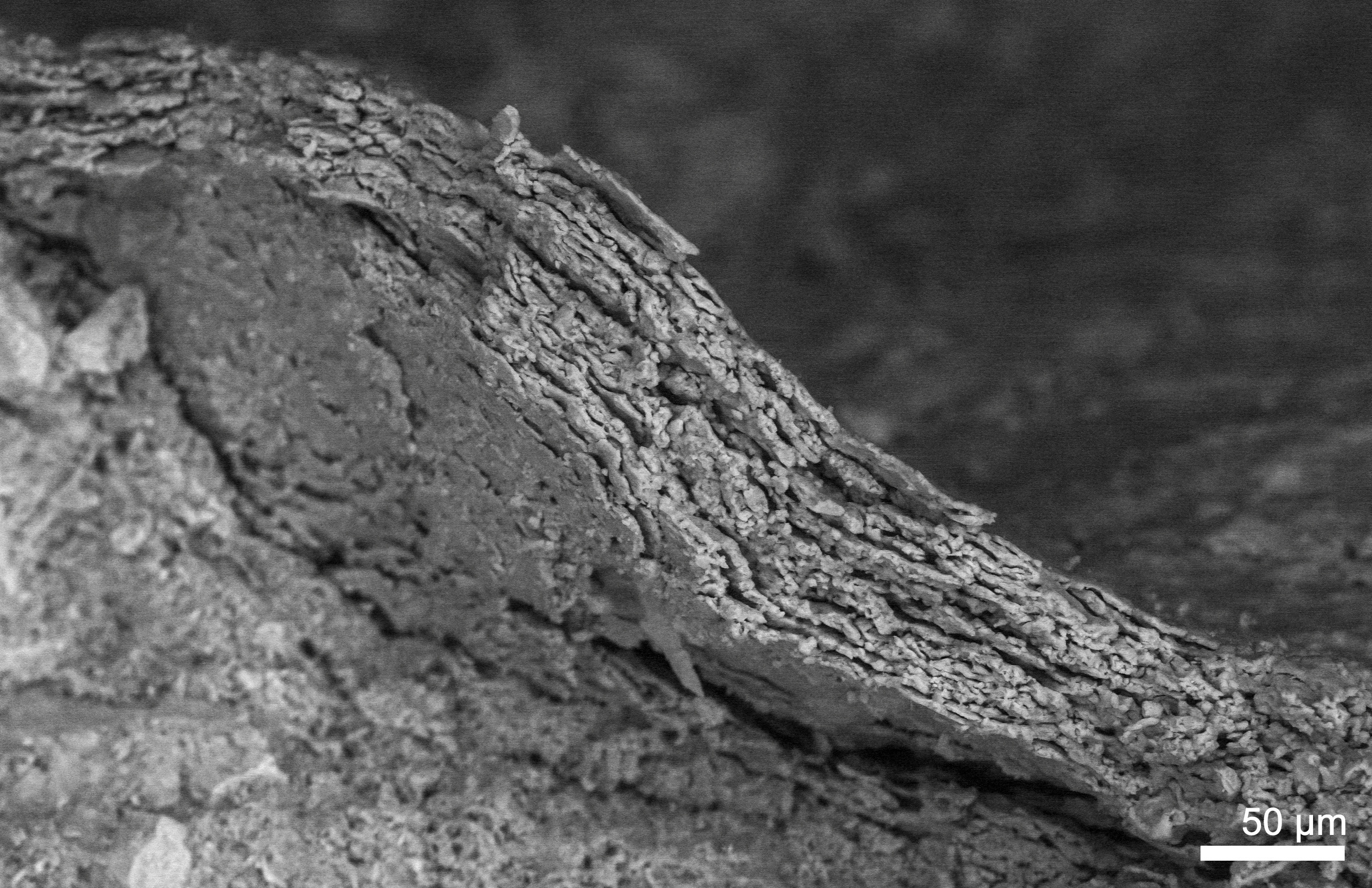 Scientists Stunned: Long Misidentified Fossil Reveals First Nonmarine Lobopodian - x4fa6qc