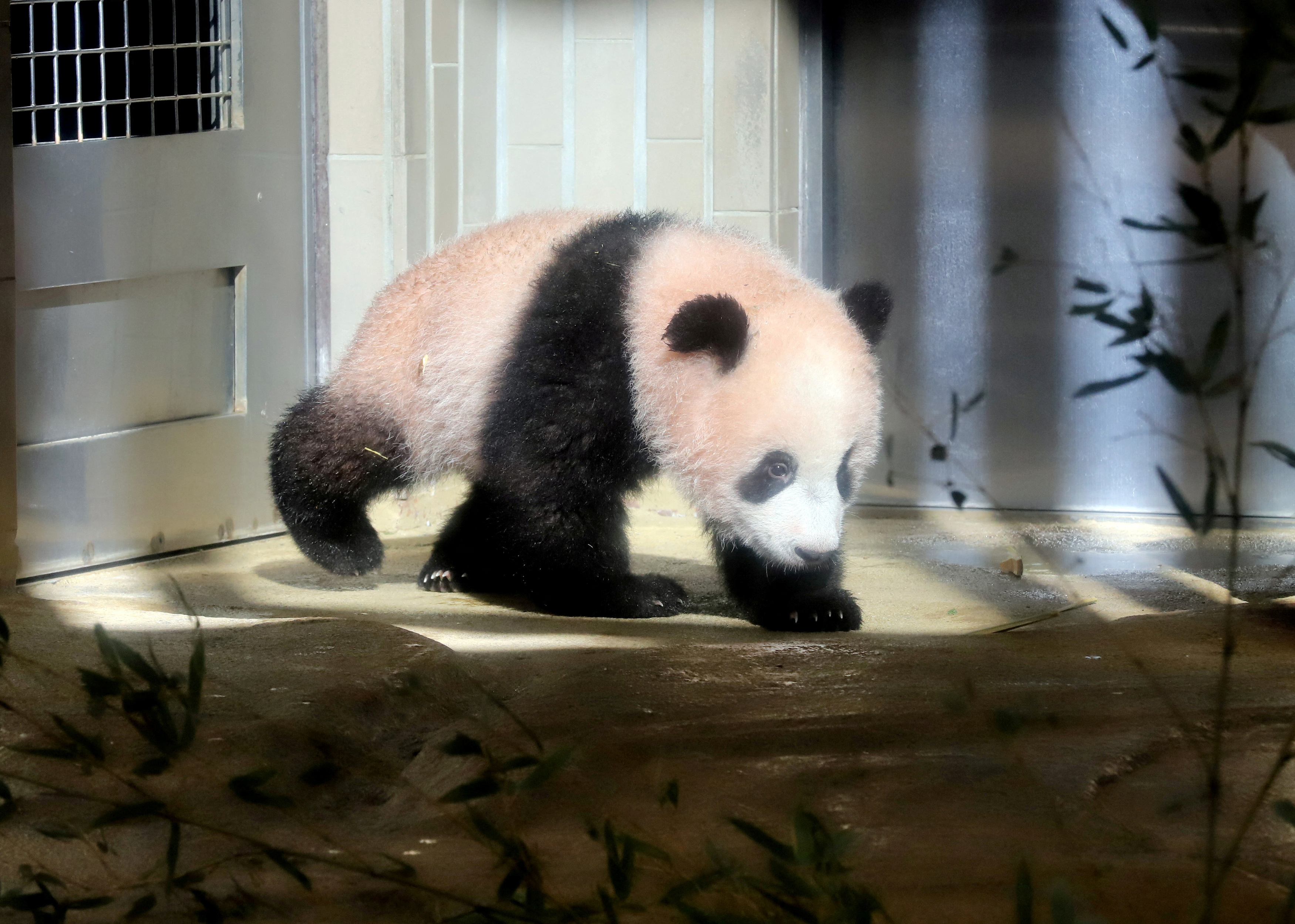 A baby panda Xiang Xiang walks on the ground during a press preview ahead of the public debut at Ueno Zoological Gardens in Tokyo