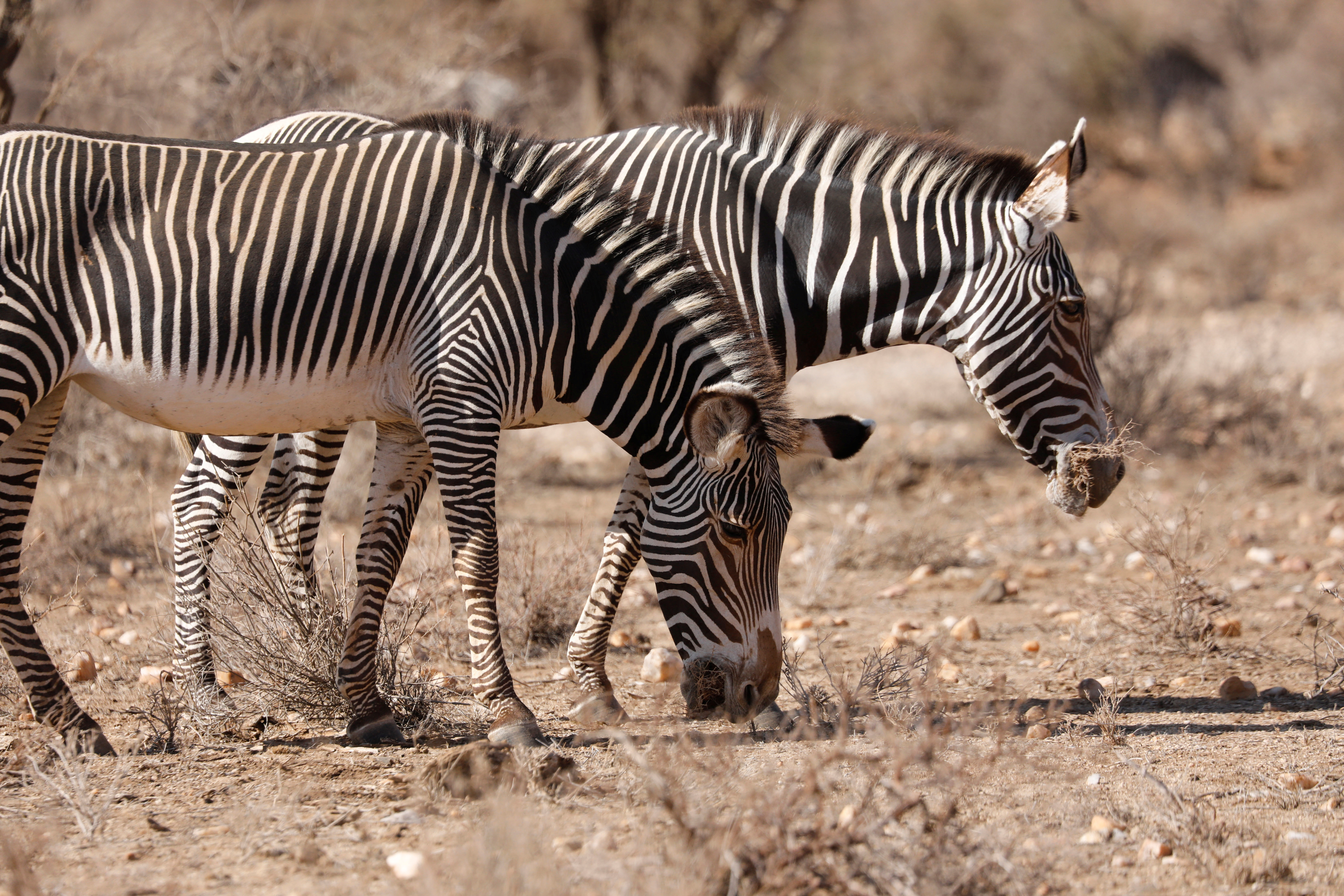 Endangered Grevy's Zebras look for food during drought, in the Samburu national park