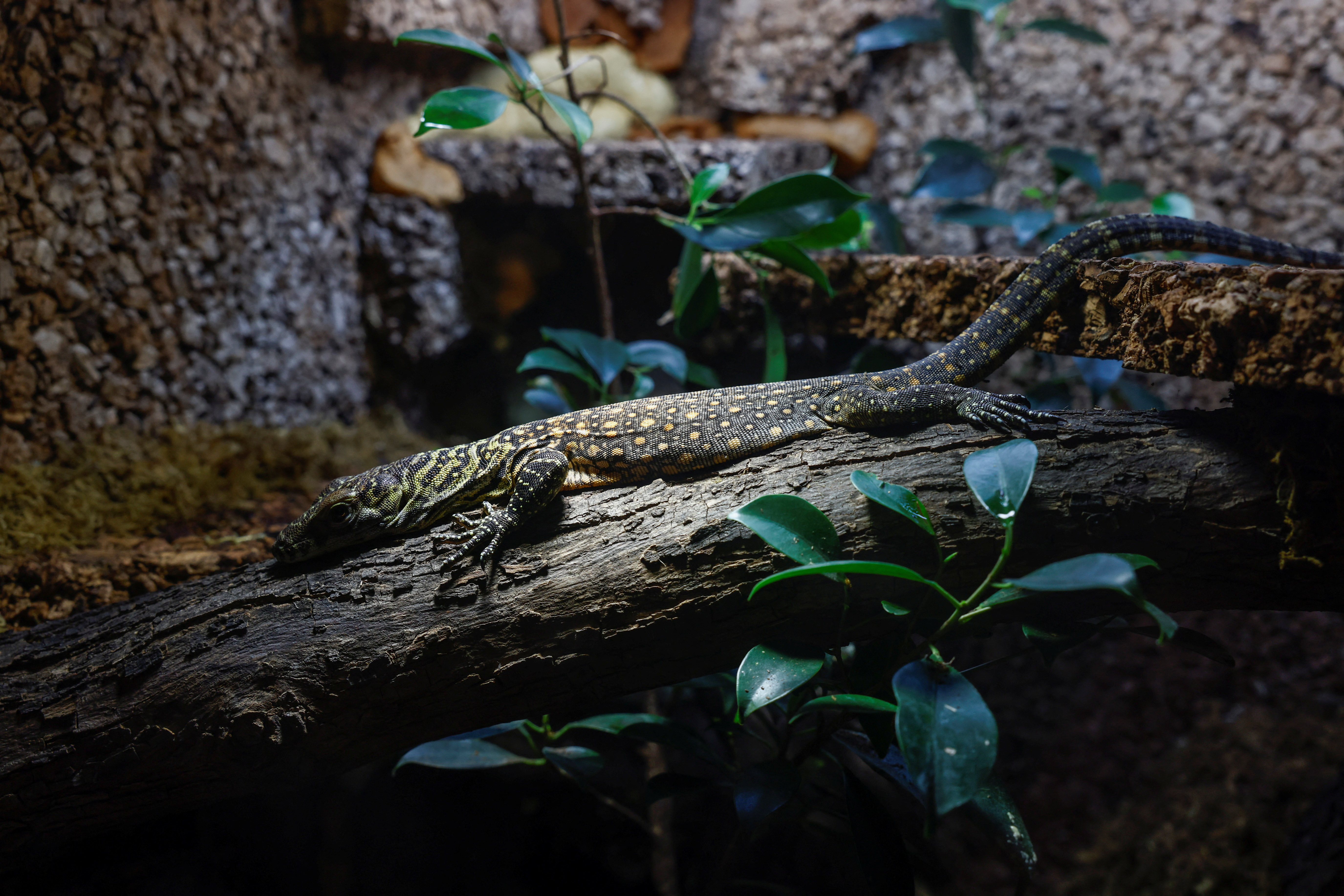 komodo dragon