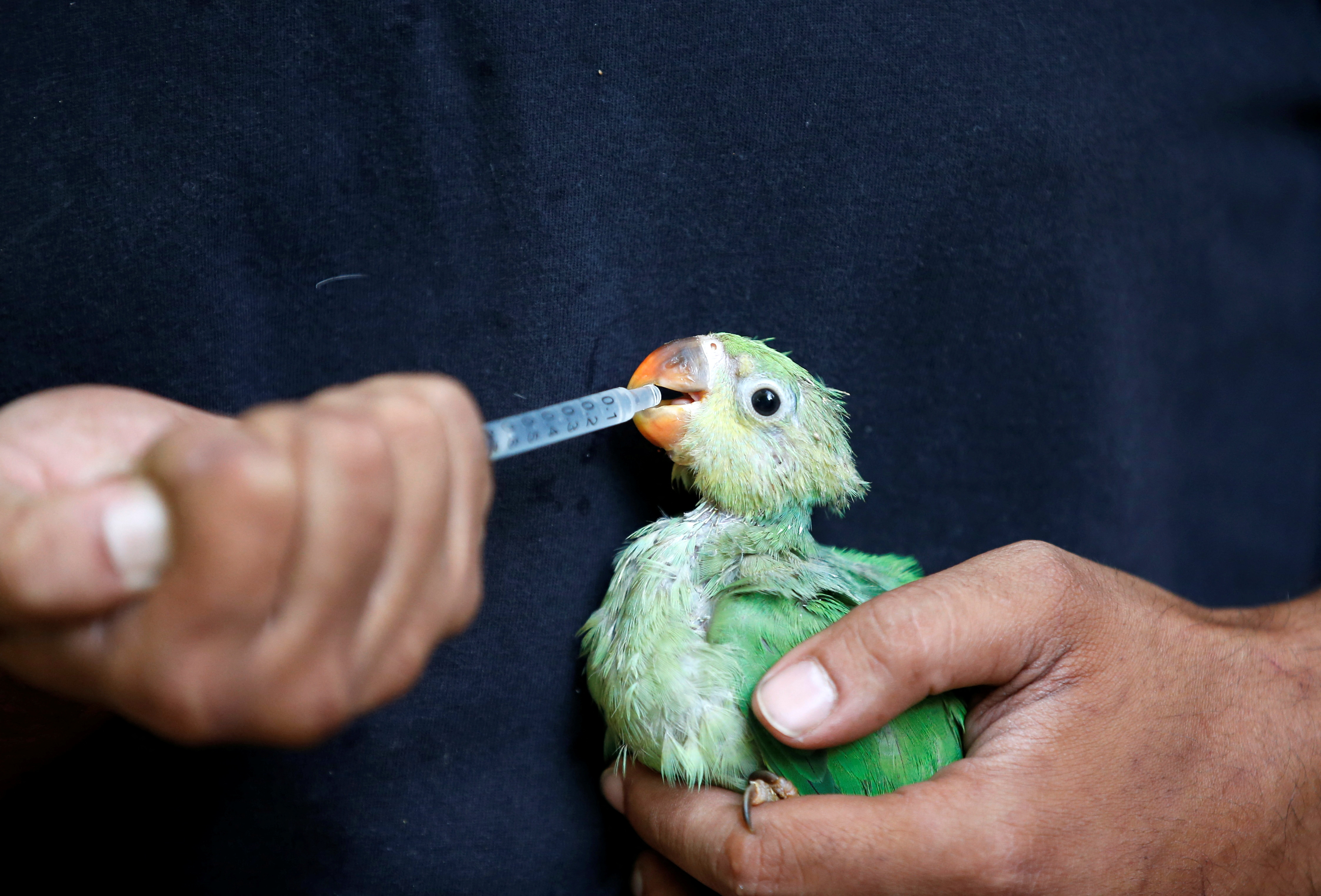 A caretaker feeds water mixed with multivitamins to a parakeet after it was dehydrated due to heat at Jivdaya Charitable Trust in Ahmedabad