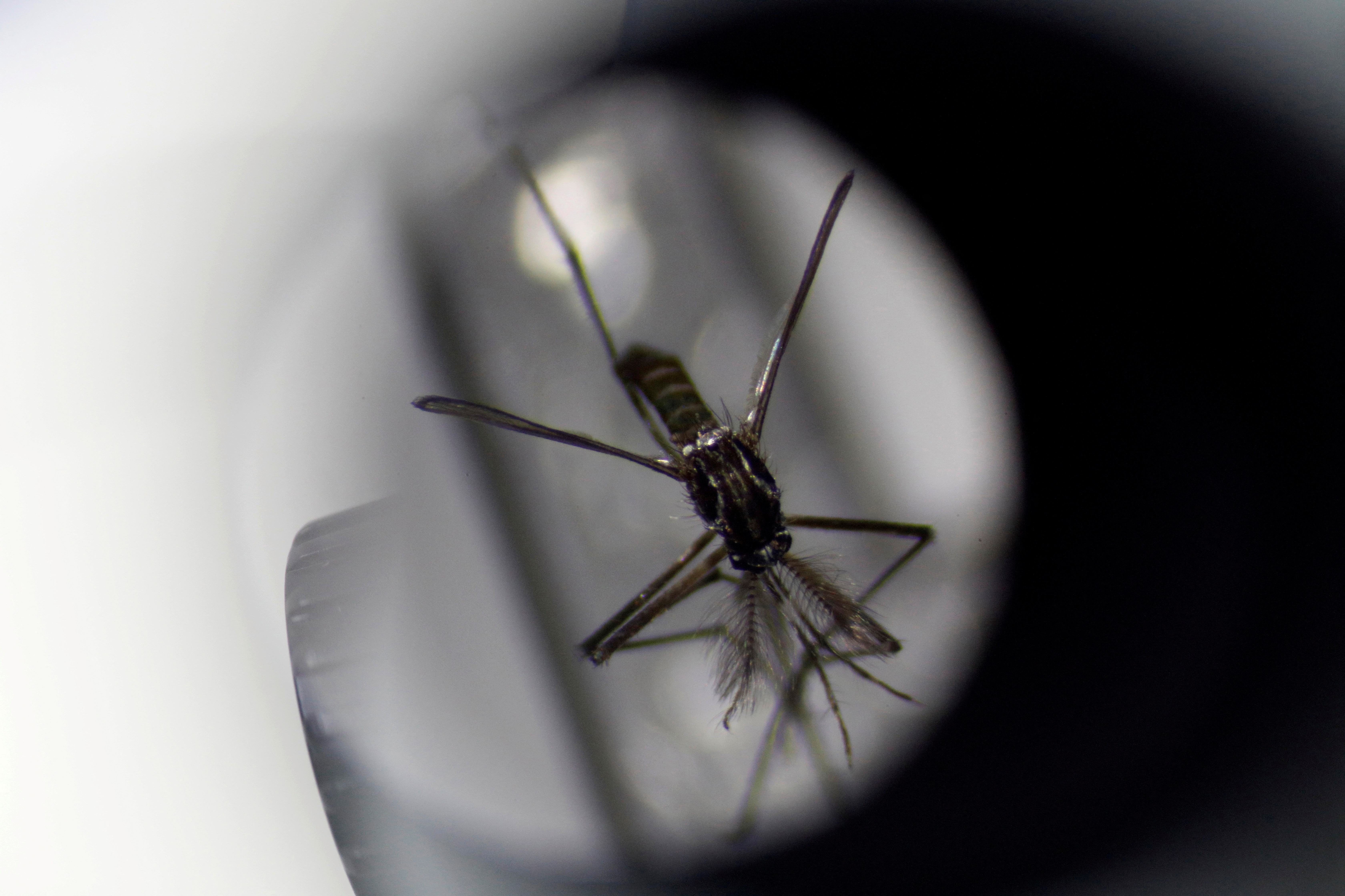 An aedes aegypti mosquito is displayed under a microscope at the National Environmental Agency's mosquito production facility in Singapore