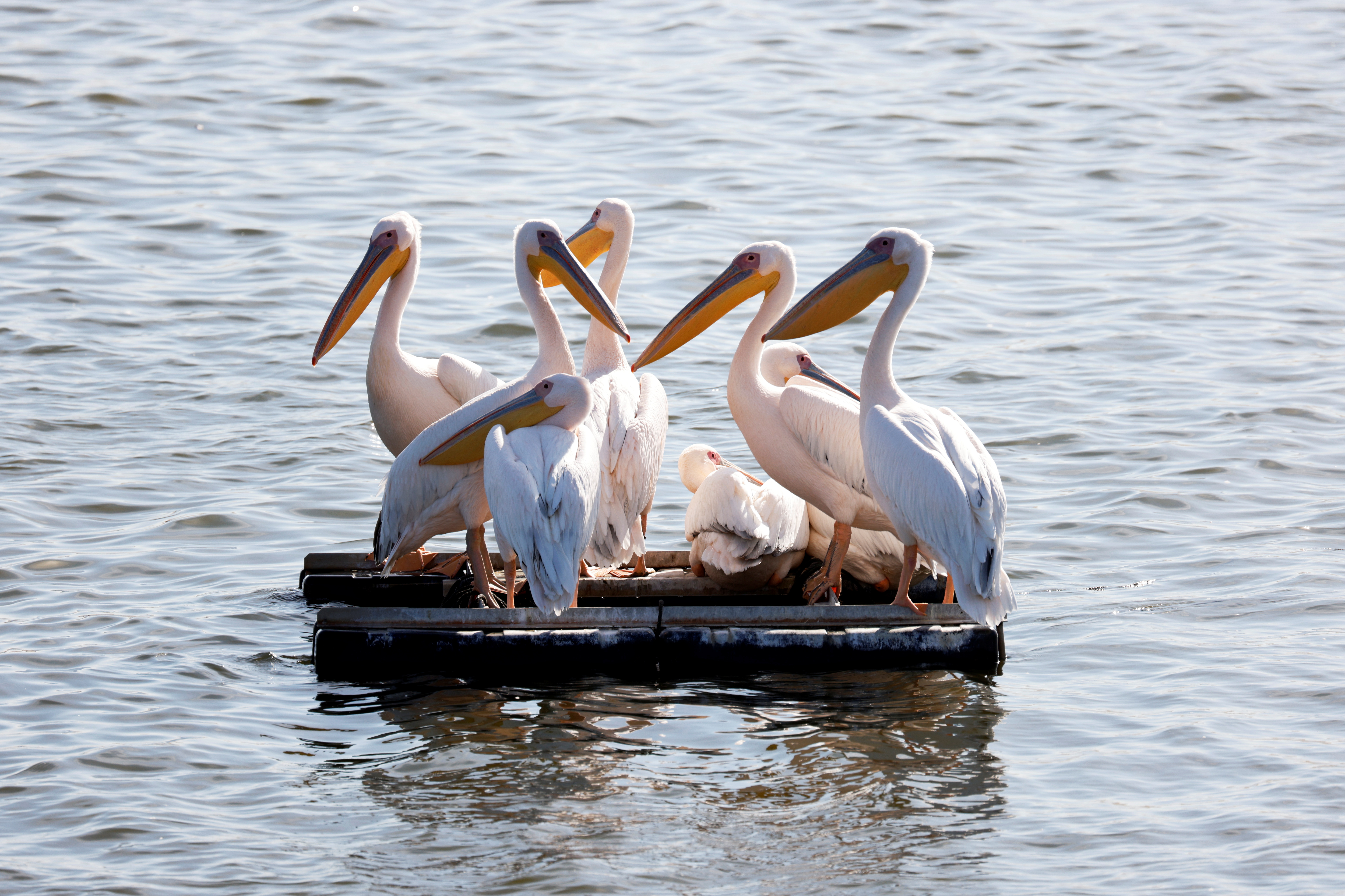 Migrating Great White pelicans gather at a water reservoir in central Israel