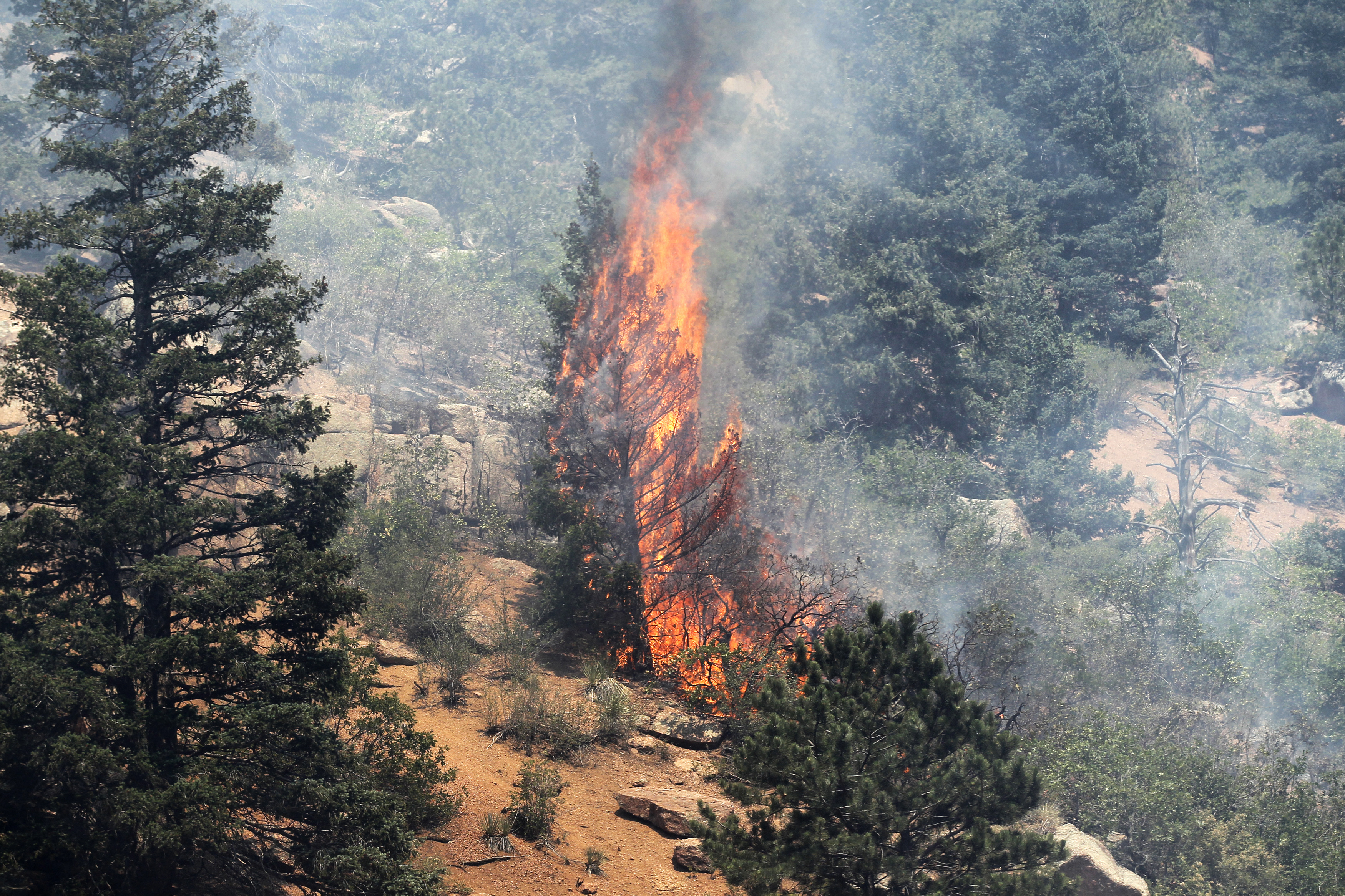 A tree erupts into flames in the Waldo Canyon fire west of Colorado Springs
