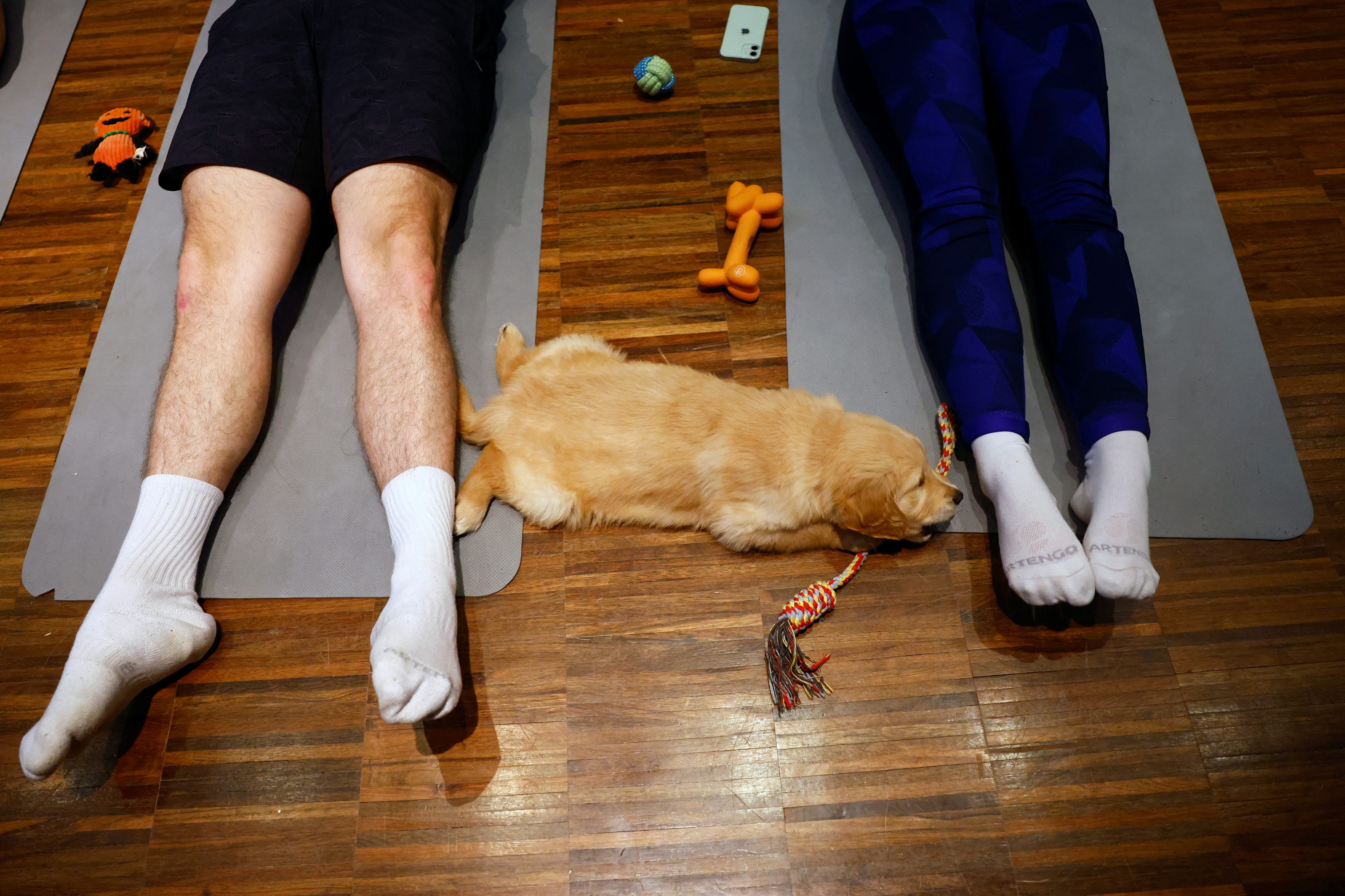 This New Studio Combines Our Two Favourite Things - Yoga And Dogs!