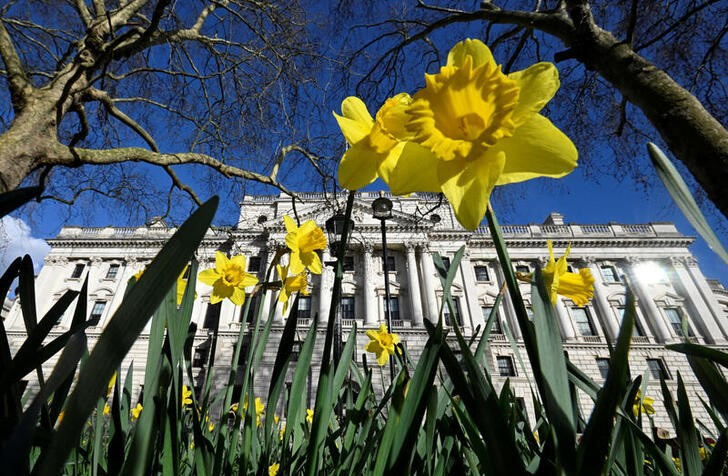 Daffodils bloom in front of the Treasury building in London