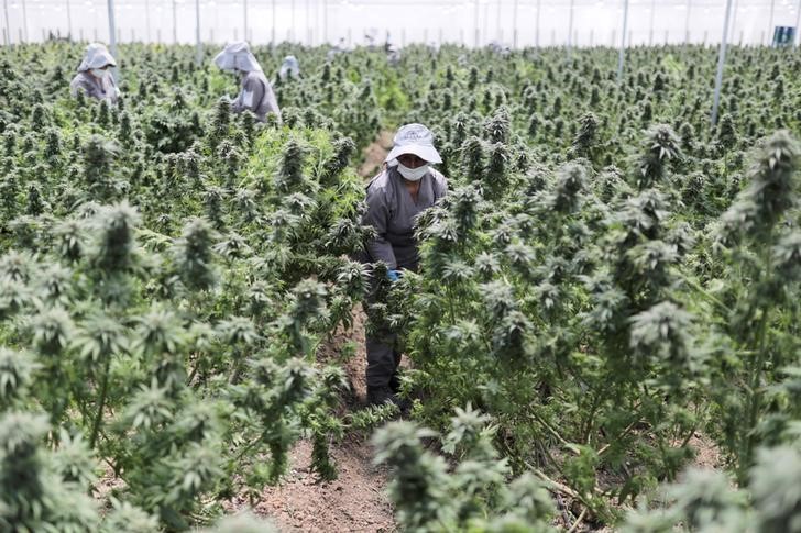 Employees of Clever Leaves company work inside a cannabis plantation, at a greenhouse in Pesca