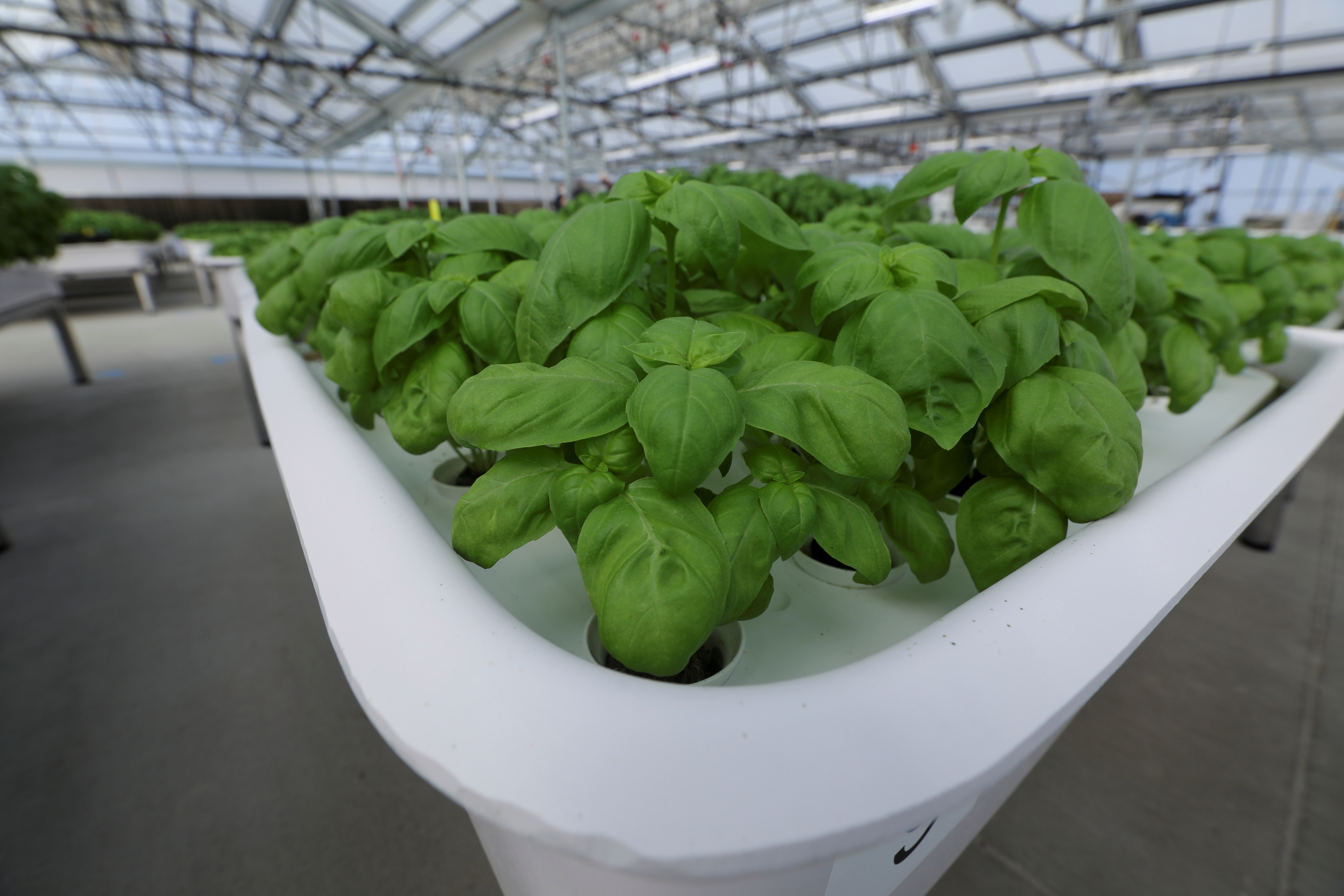 Genovese Basil plants sit in a module in the Iron Ox greenhouse in Gilroy, California