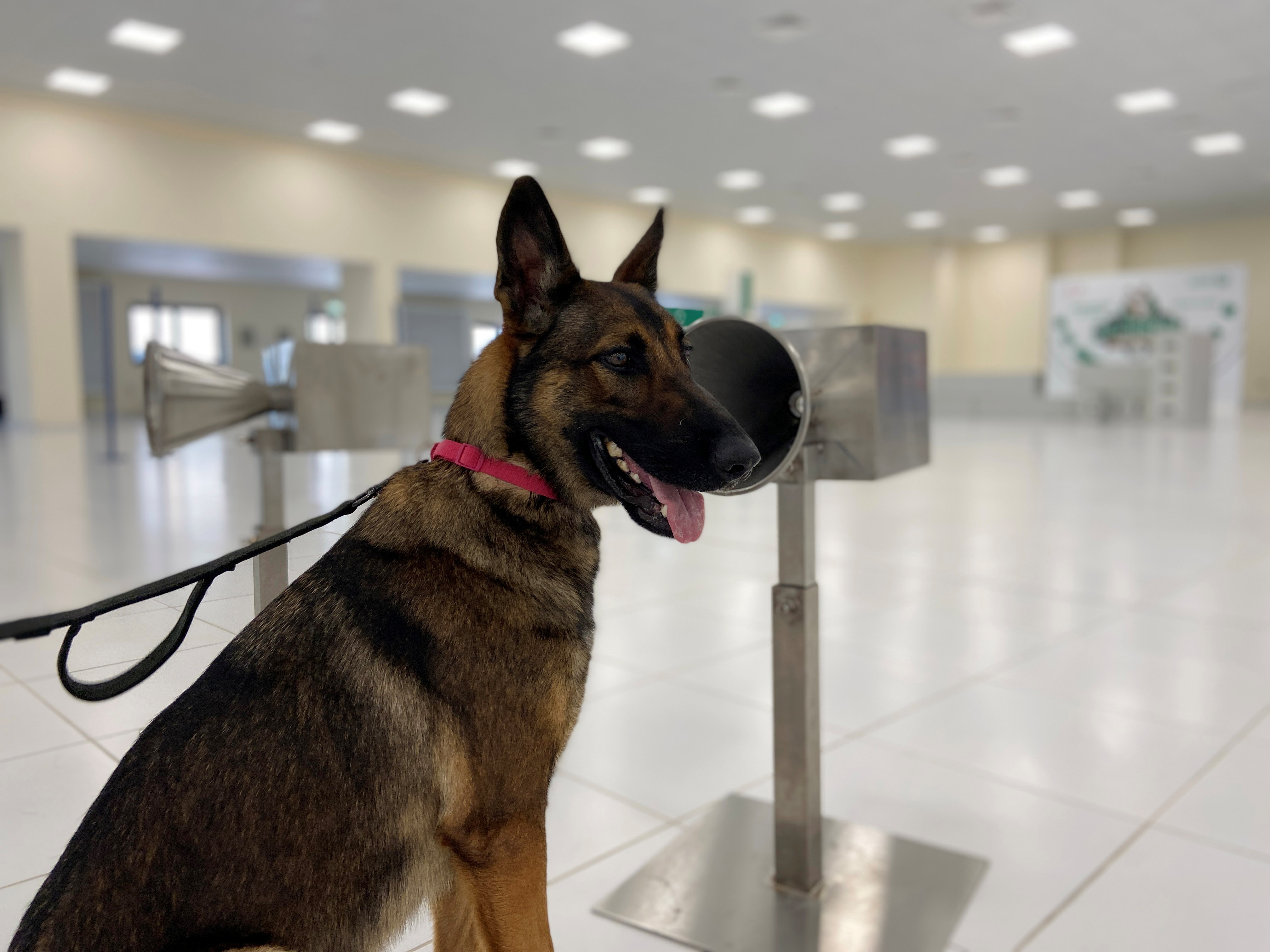 Dubai to deploy sniffer dogs to detect COVID-19 at major events