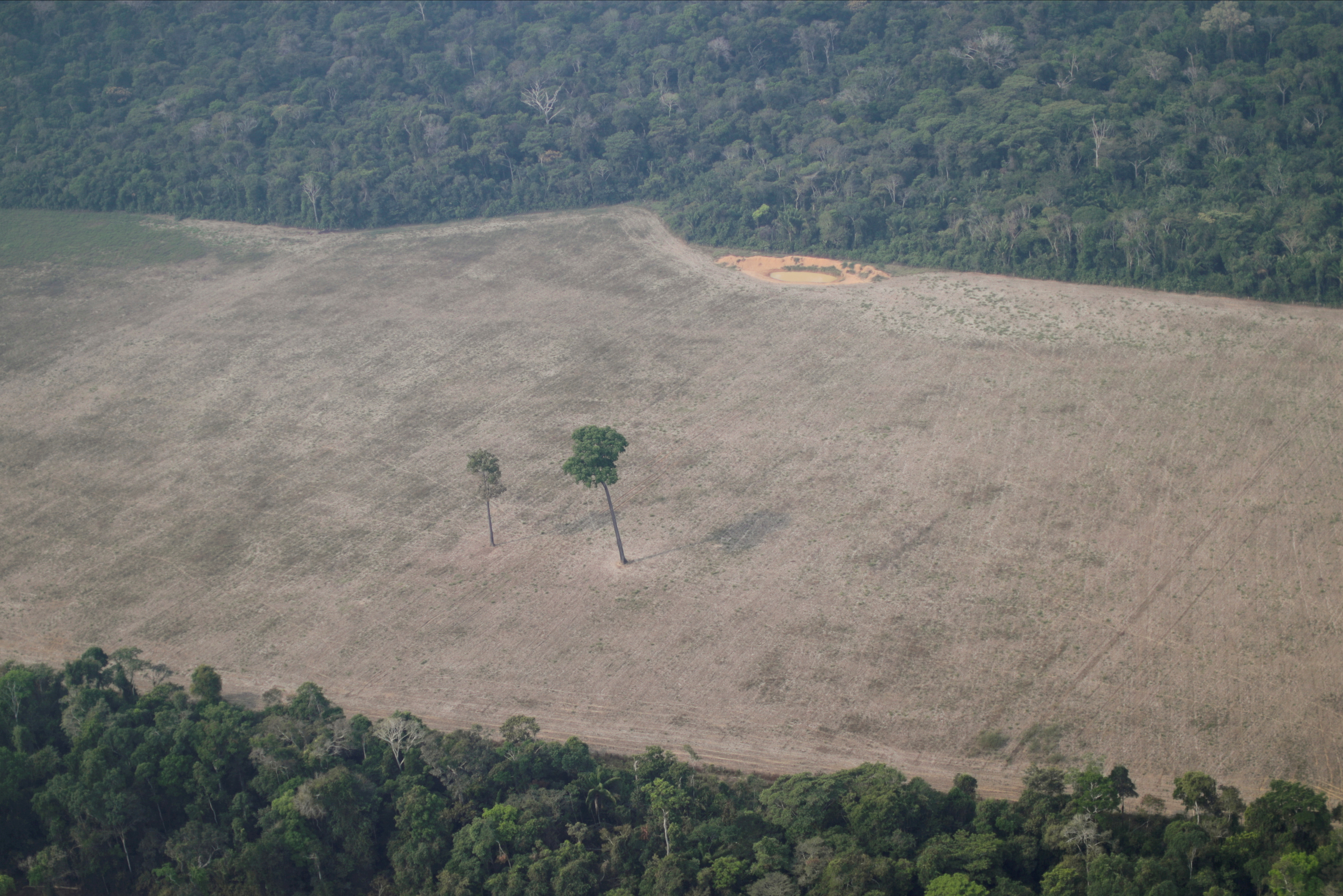 An aerial view shows a tree at the center of a deforested plot of the Amazon near Porto Velho, Rondonia State