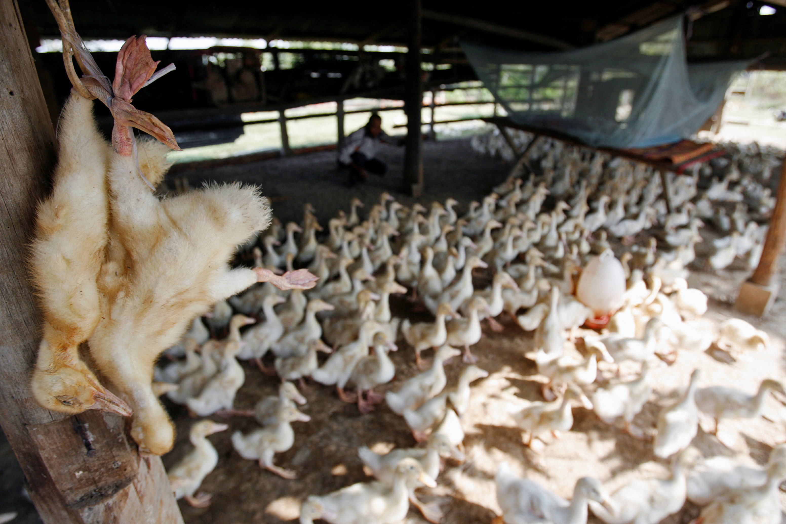 Patos muertos colgados en una granja en las afueras de Phnom Penh