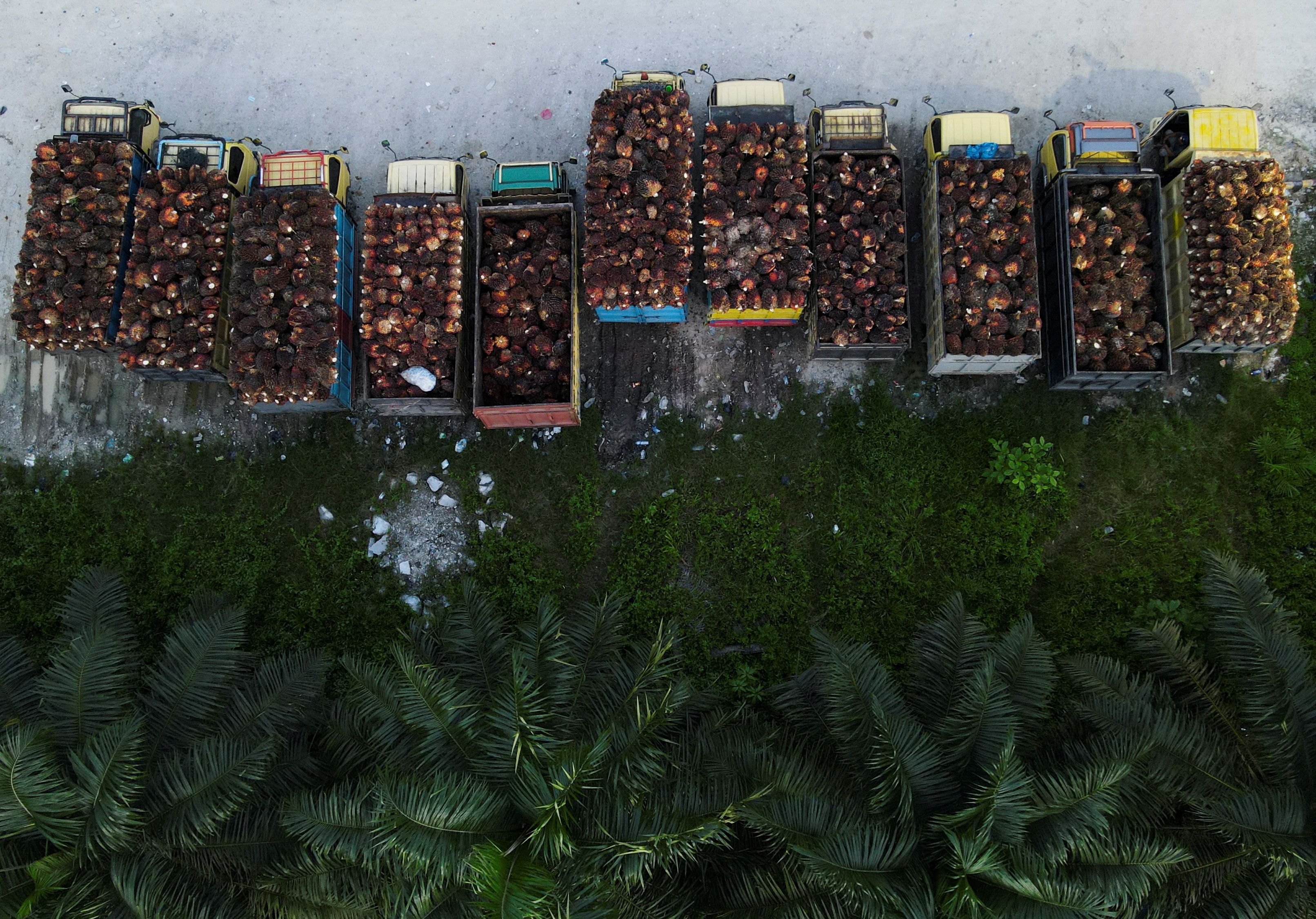 Trucks with palm oil fresh fruit bunches are parked in a queue at a palm oil factory in Siak regency
