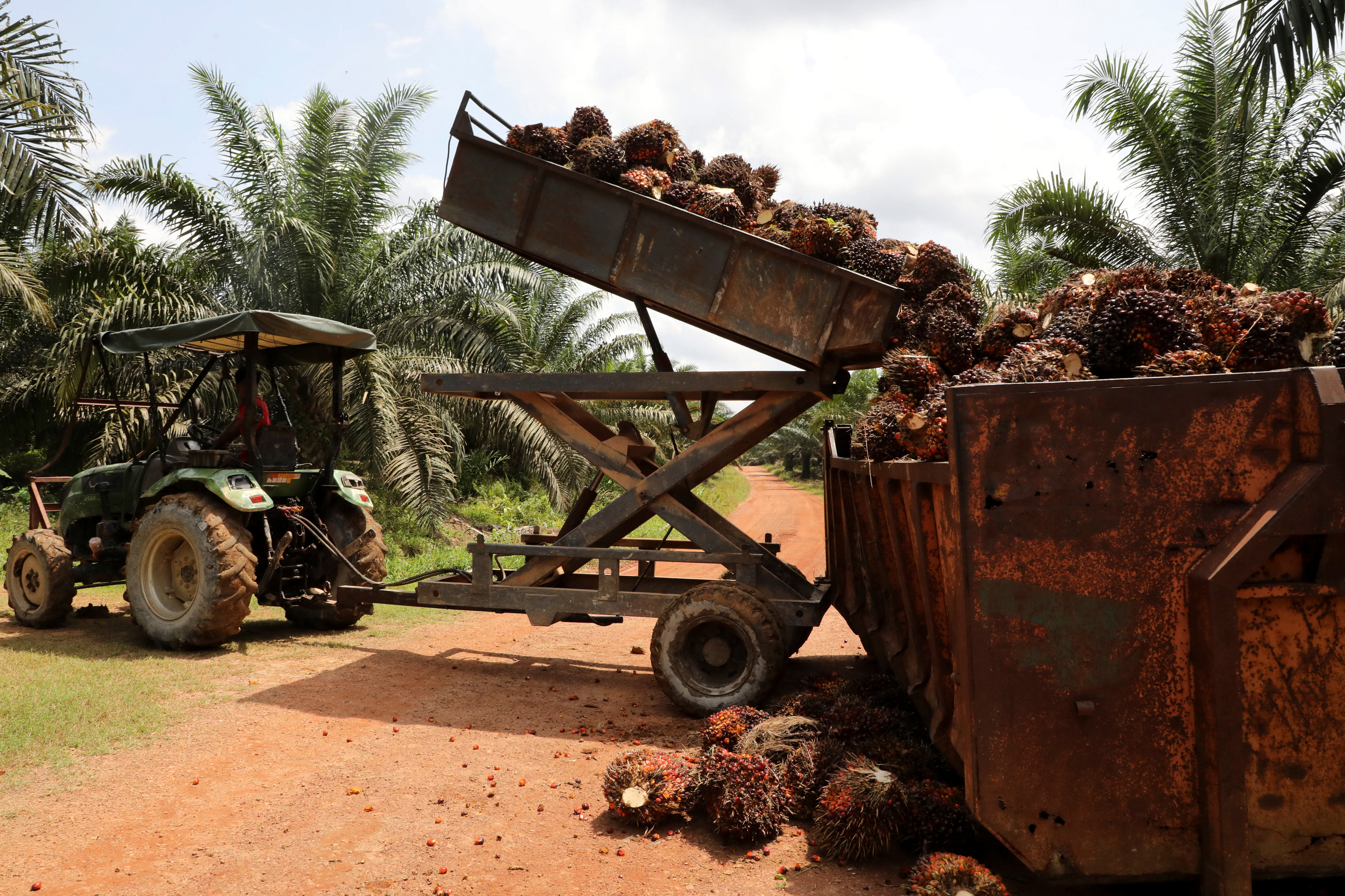 Worker unloads palm oil fruit bunches at a plantation in Slim River
