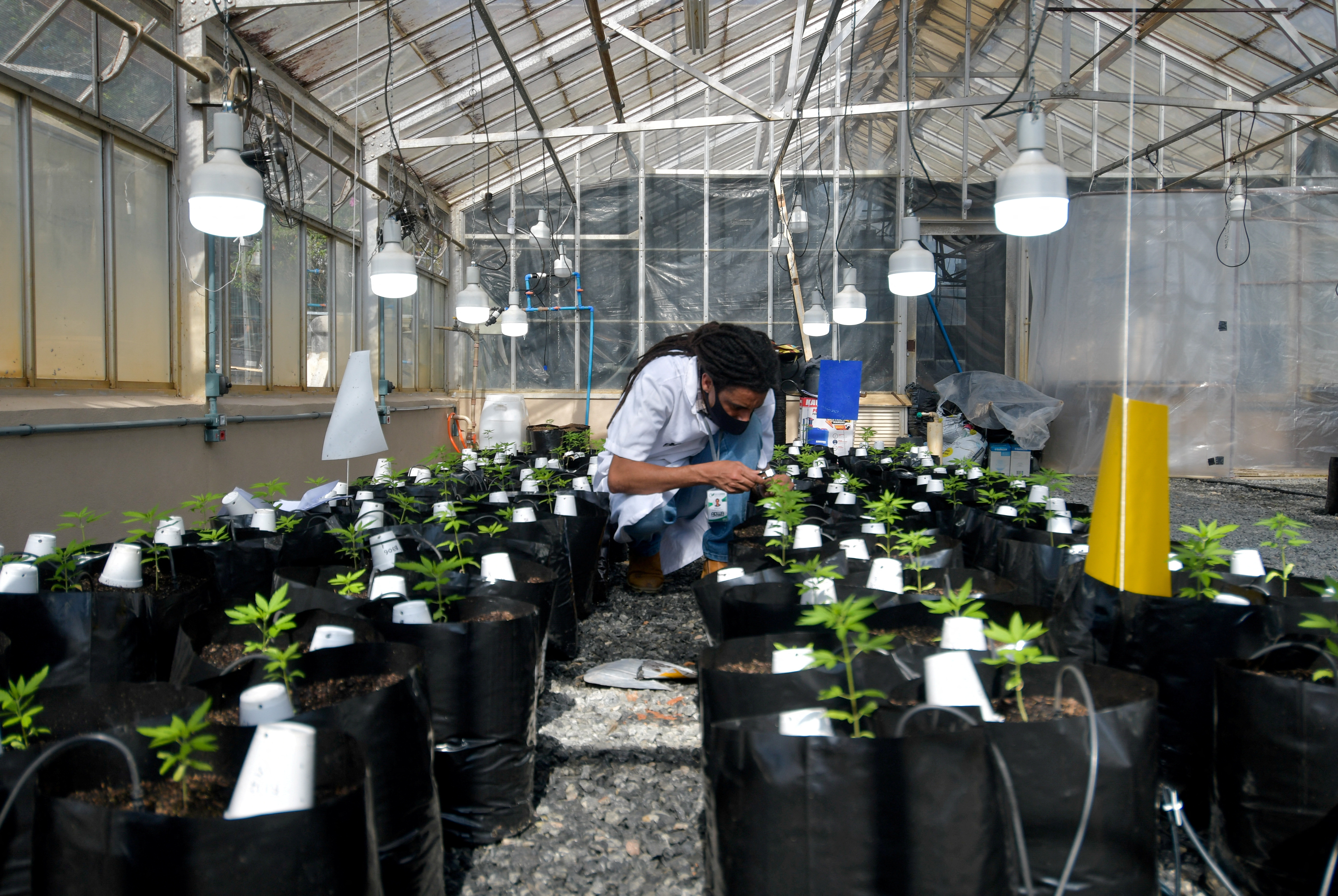 Marijuana plants inside a greenhouse, in Vicosa