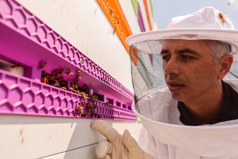 CEO Saar Safra looks at a robotic beehive developed by the Israeli startup company Beewise in Beit Haemek