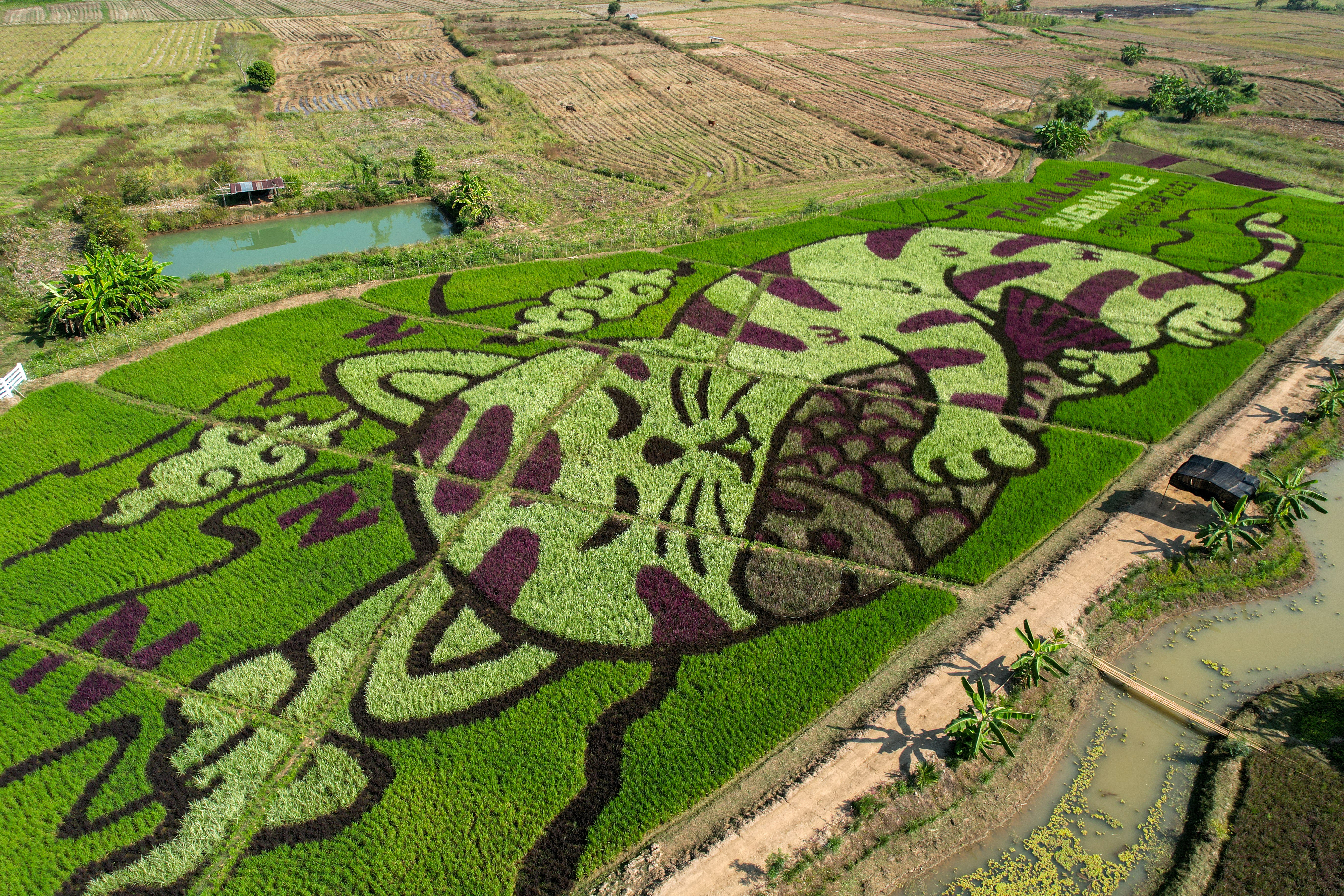 Thai rice farmer makes art with plantings that depict cats | Reuters
