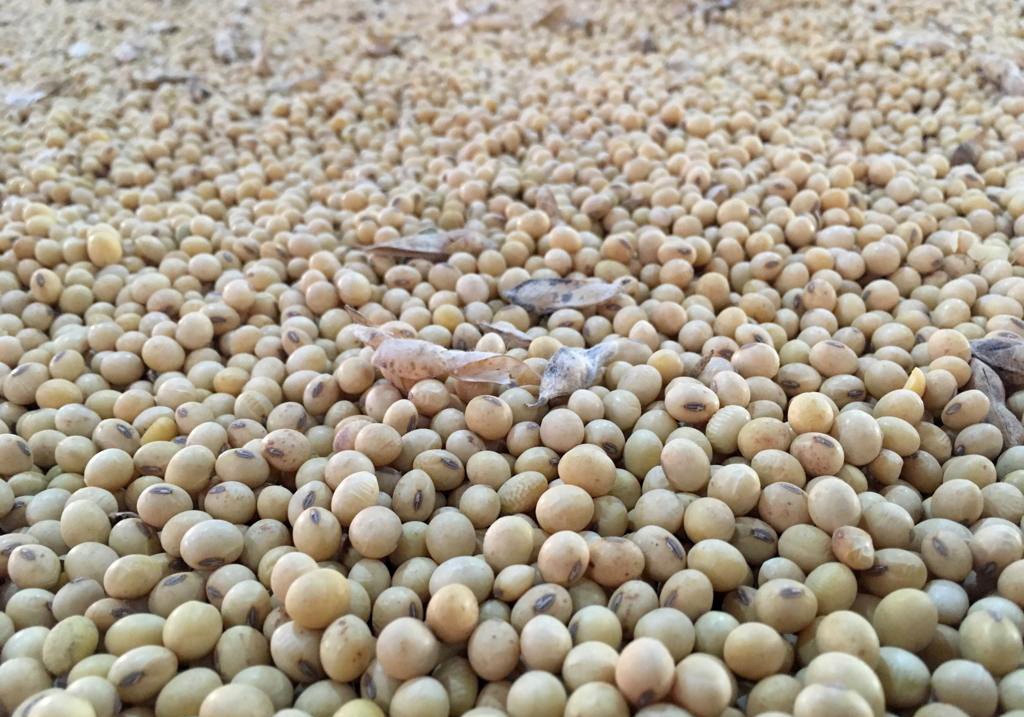 Soybeans stocks are seen in Rio Verde