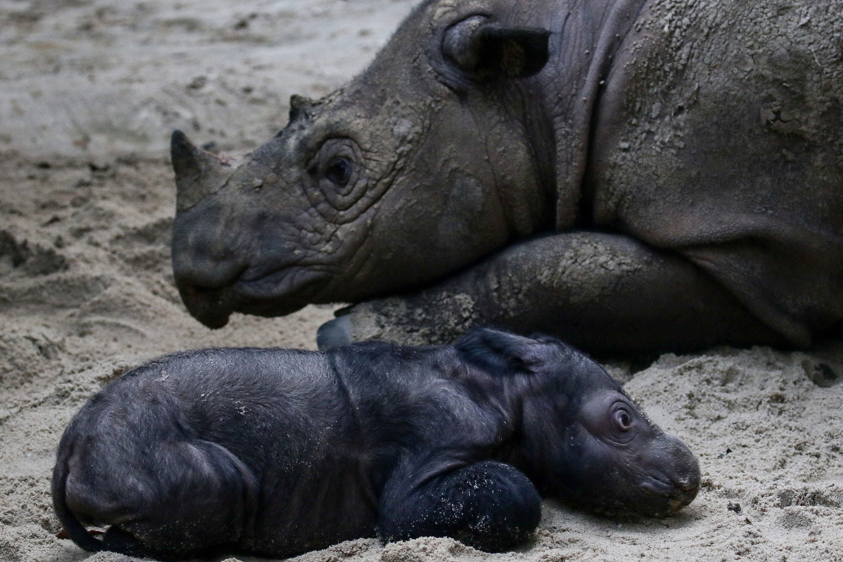 Endangered Sumatran rhino born in Indonesia | Reuters