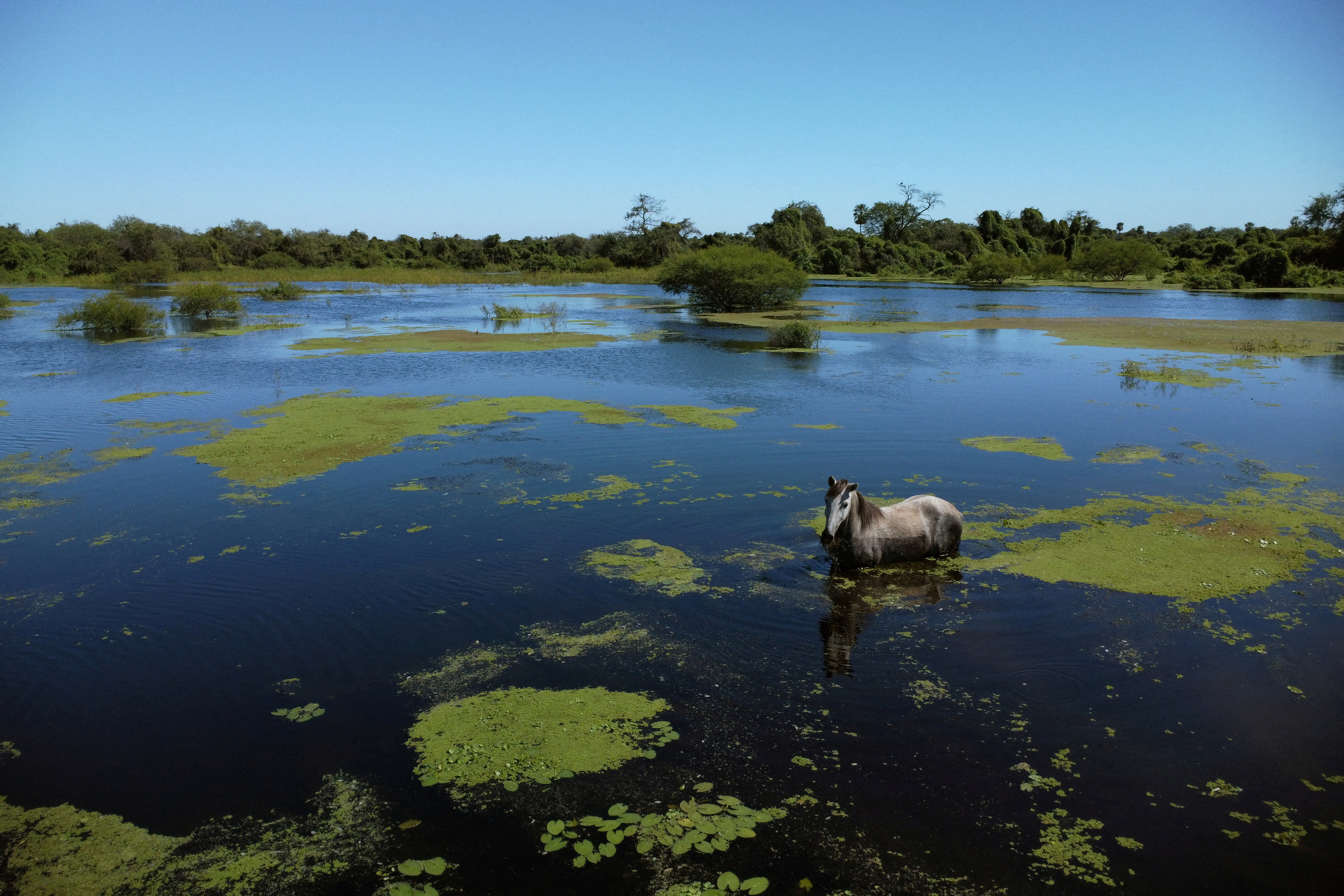 In remote Chaco in South America, deforestation disrupts natural rhythms