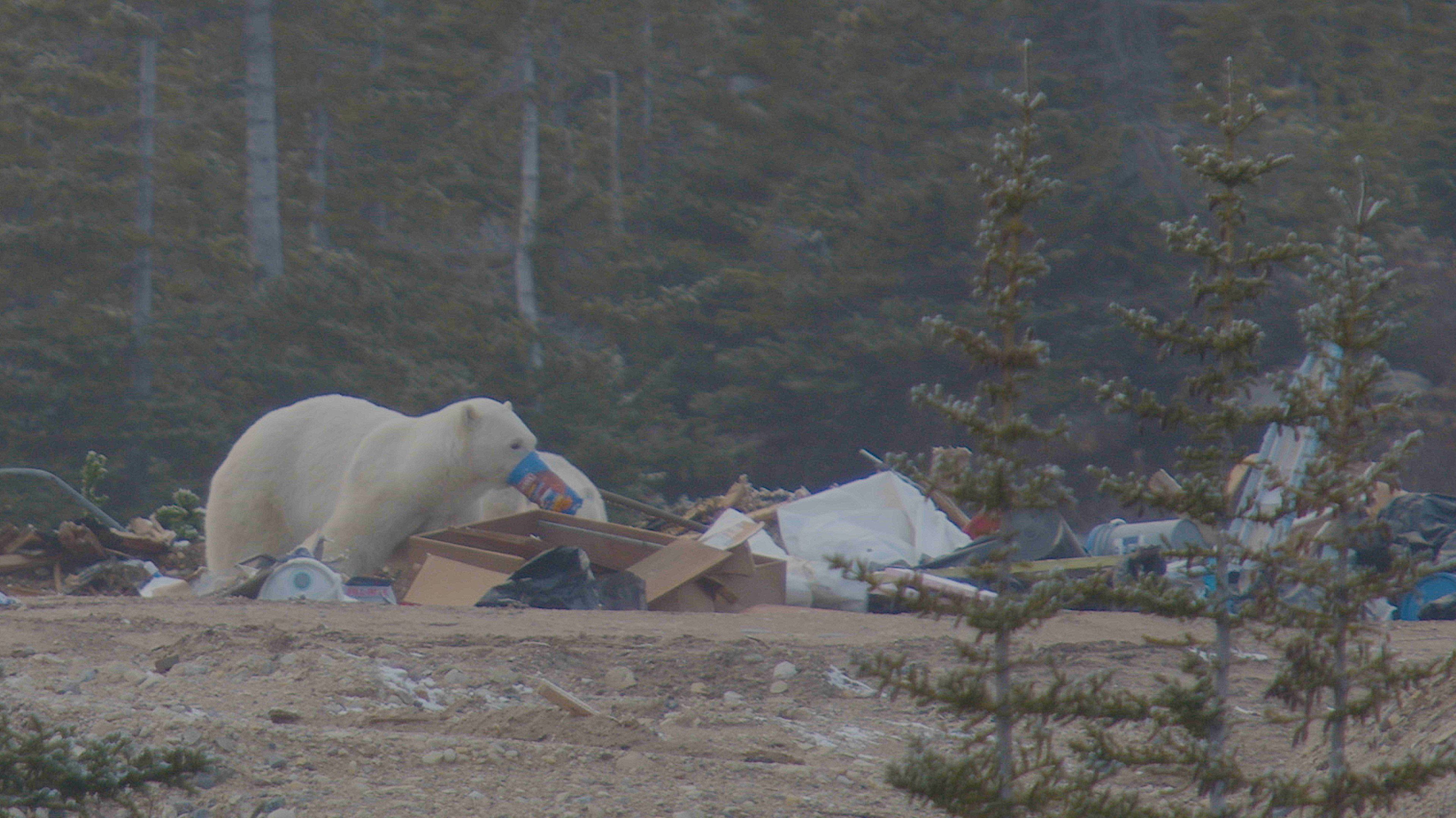 Bears forage for garbage near a small community on the coast of Hudson Bay