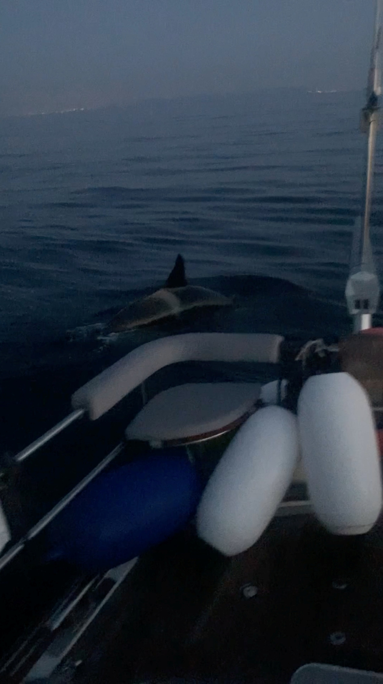 Shocking Video: Killer Whales' Aggressive Behavior Towards British Sailors - 9kfg2f8