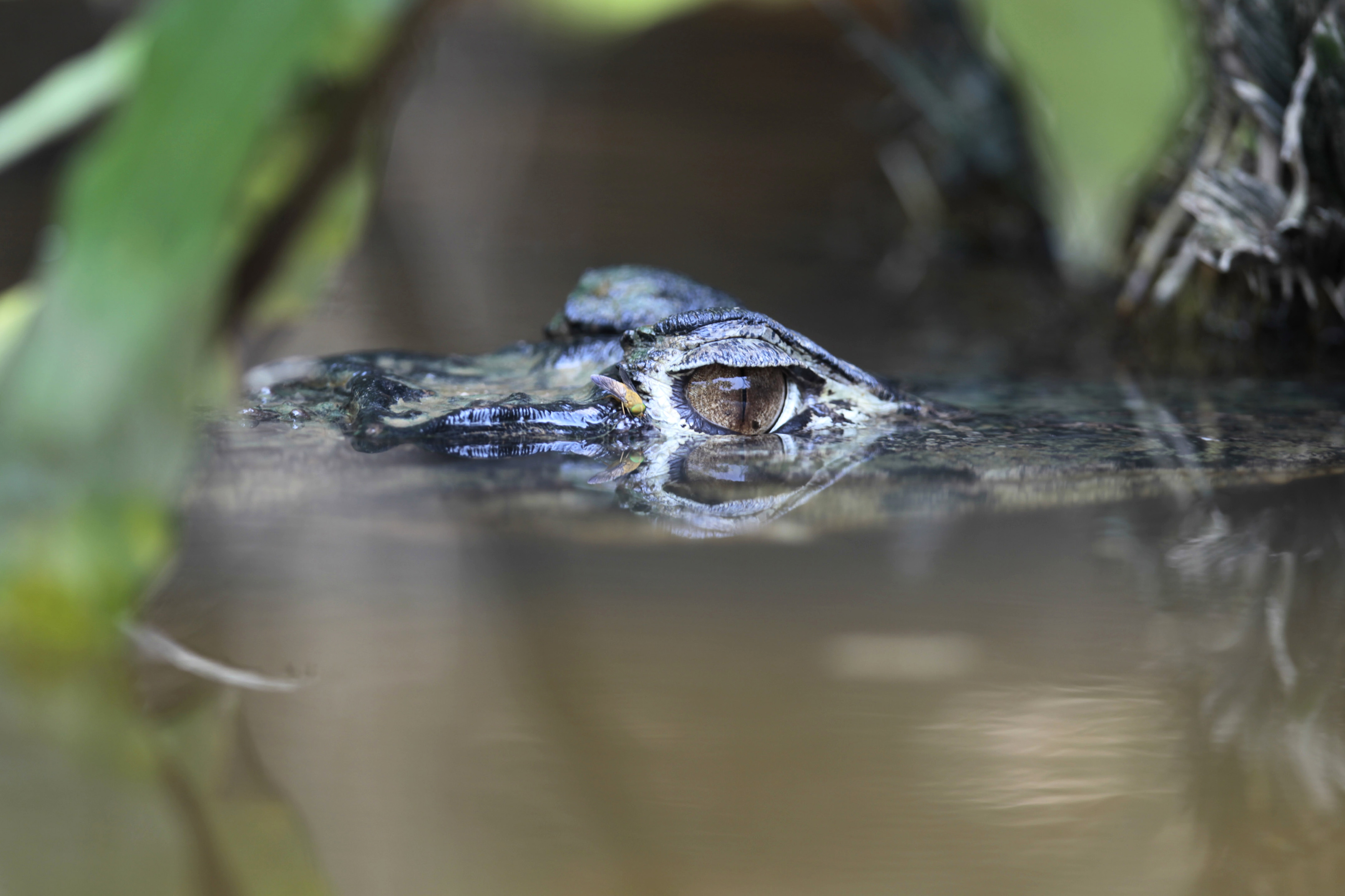A black caiman in Ecuador's Yasuni National Park