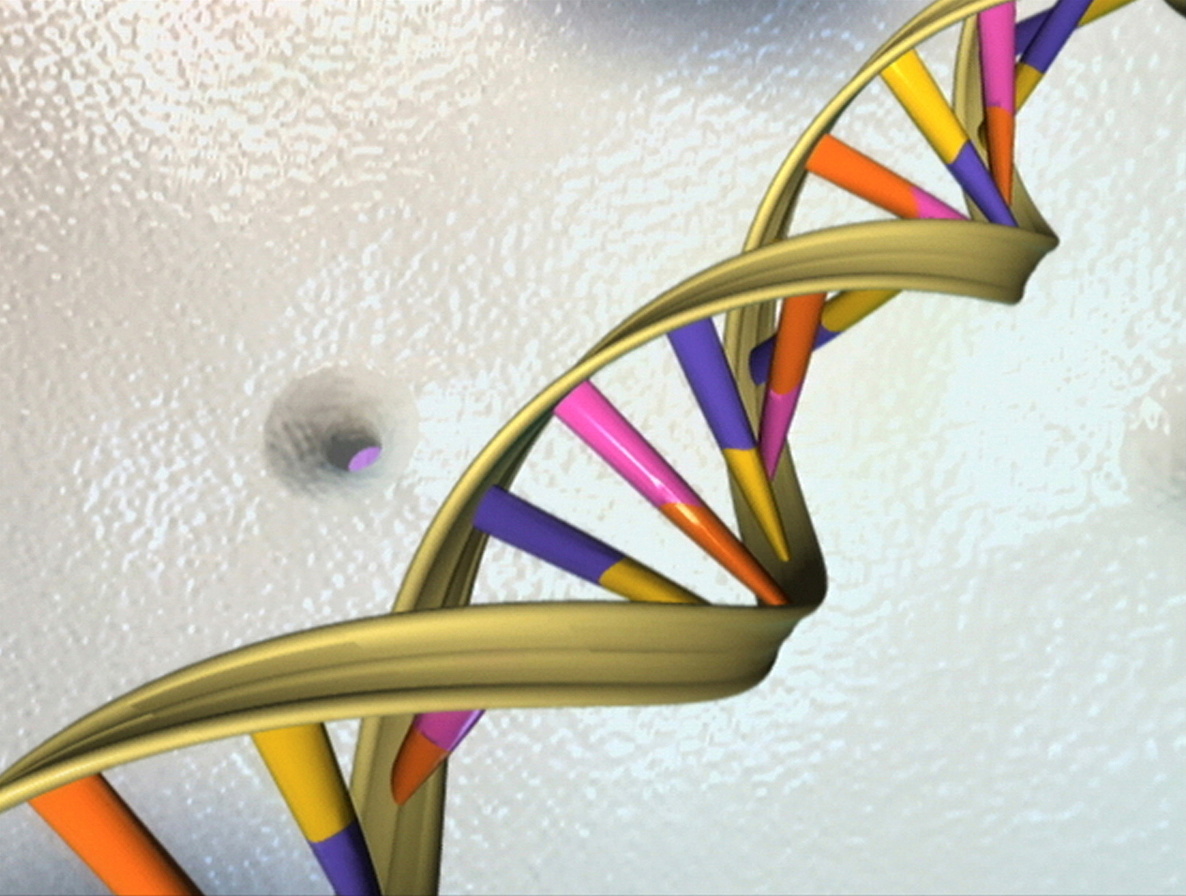 A file photo of a DNA double helix in an undated artist's illustration released by the National Human Genome Research Institute to Reuters