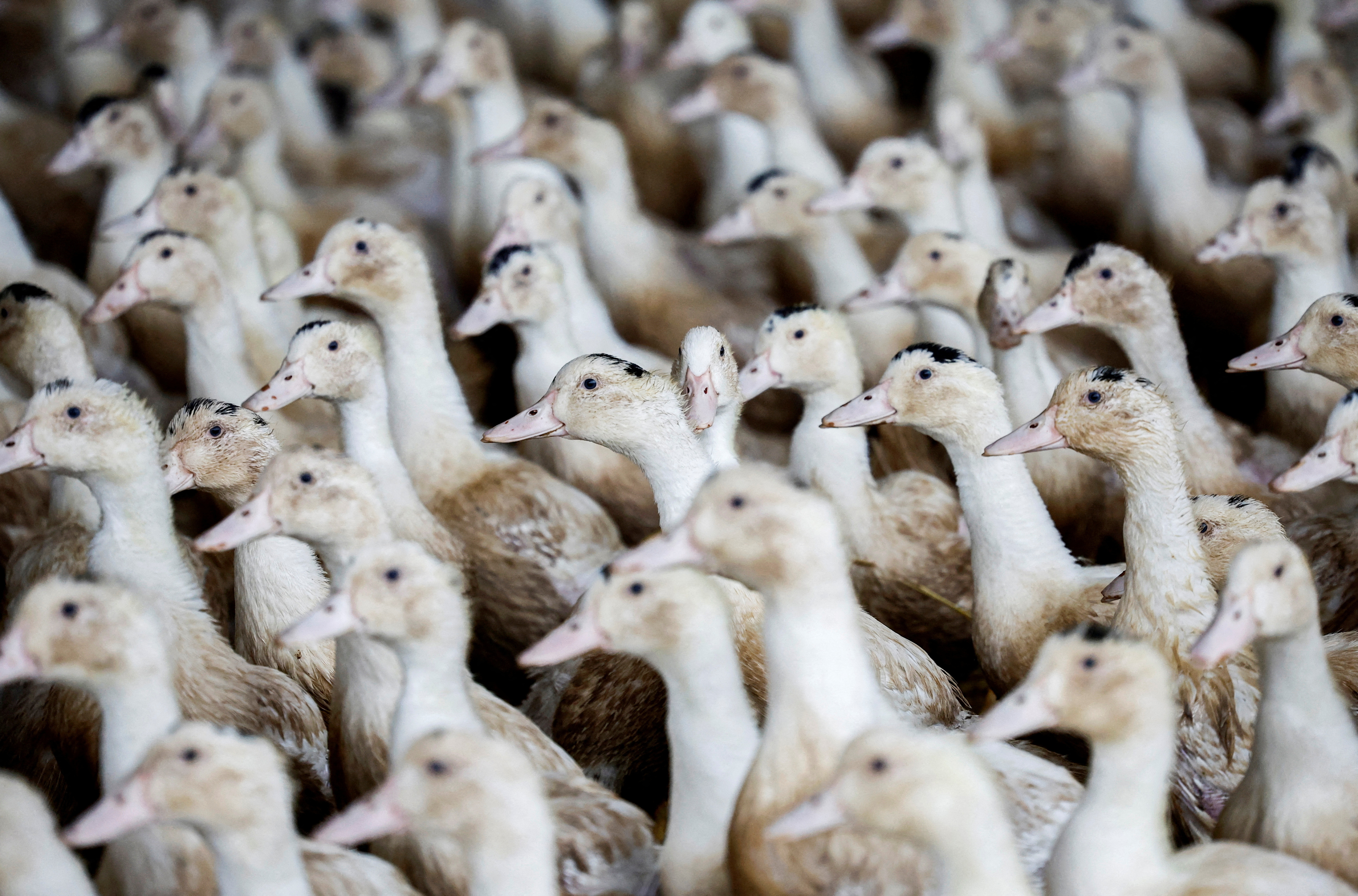 Η Γαλλία βρίσκεται σε συναγερμό λόγω της γρίπης των πτηνών μετά την ανακάλυψη νέων κρουσμάτων
