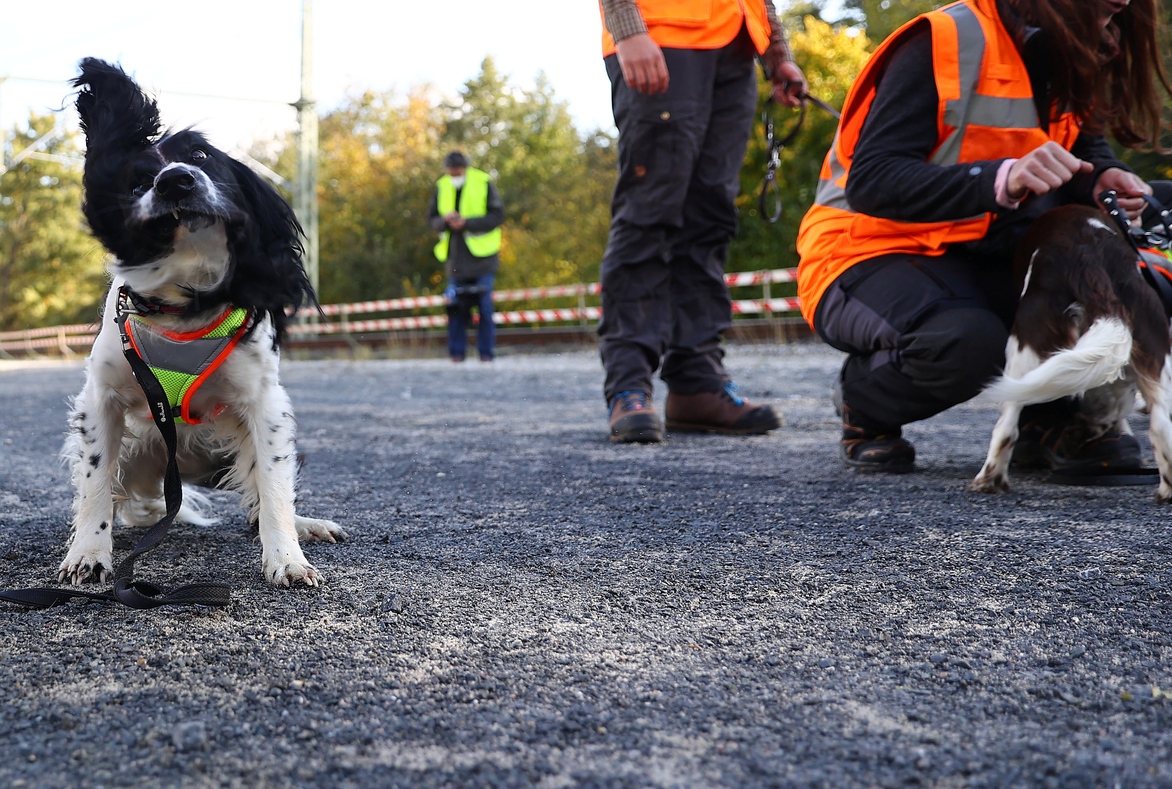 Dog site clearance