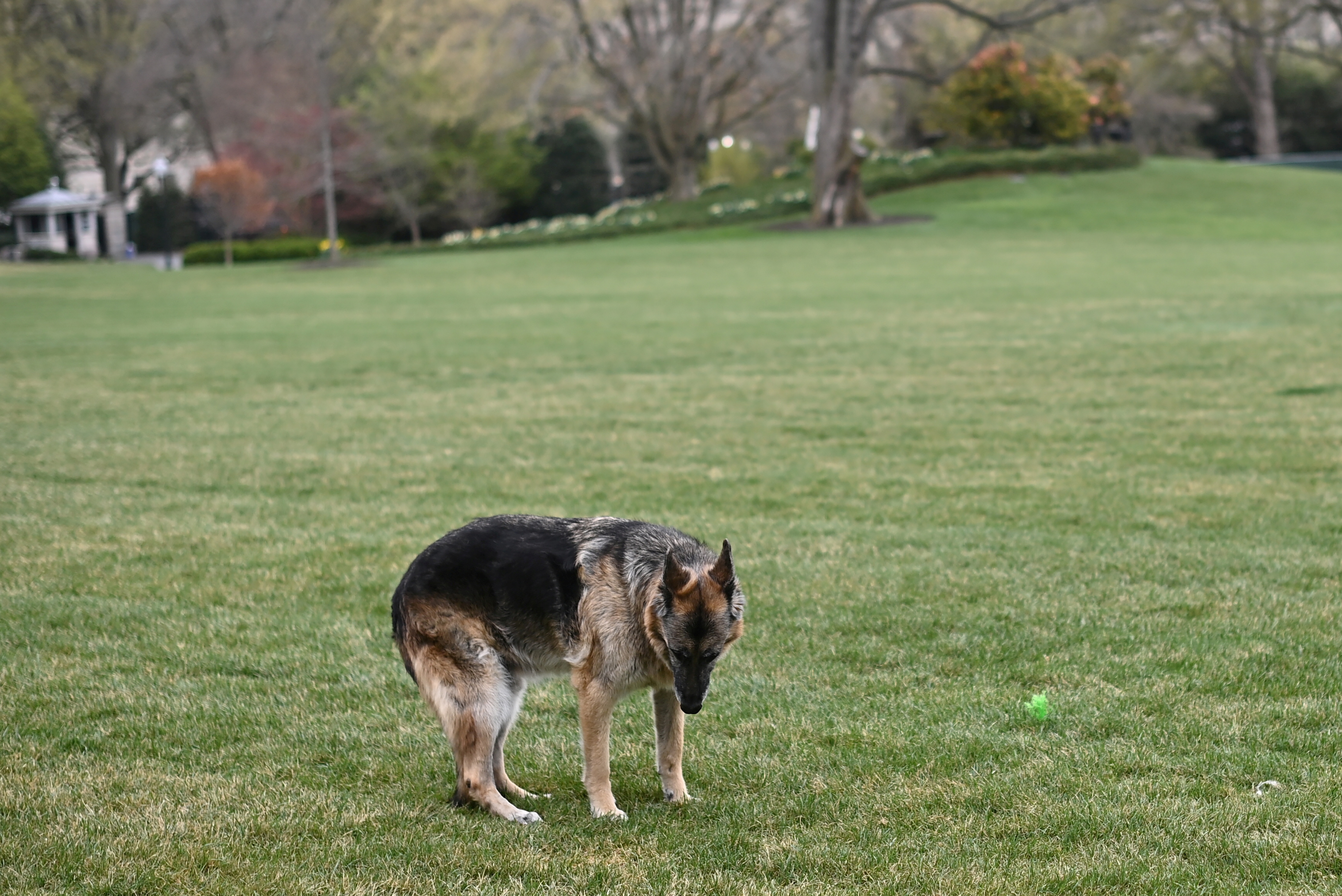 Biden's granddaughter floats first dog as new NFL team mascot