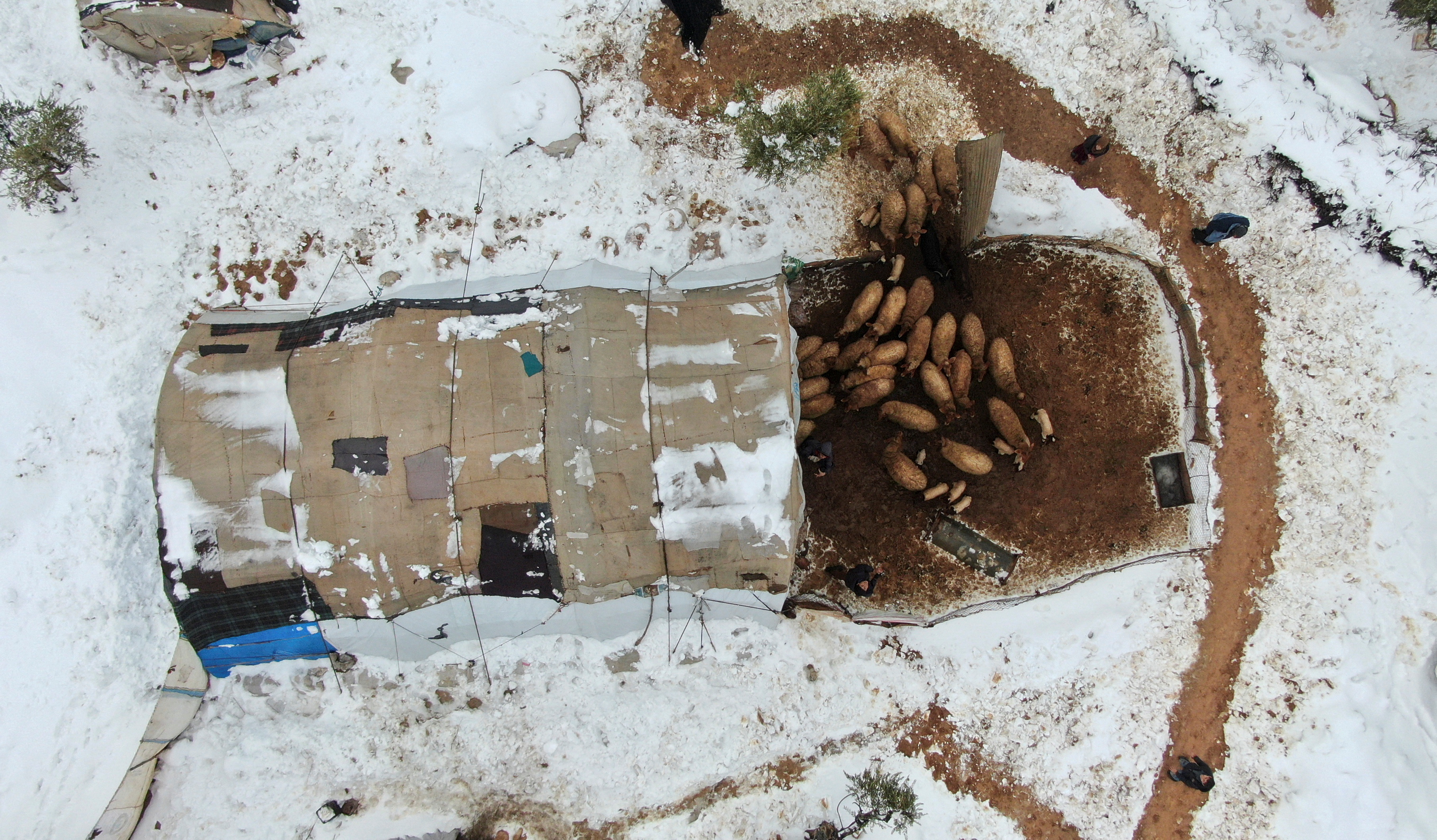 An aerial view shows sheep enter a tent at a camp for the internally displaced in the Aleppo countryside