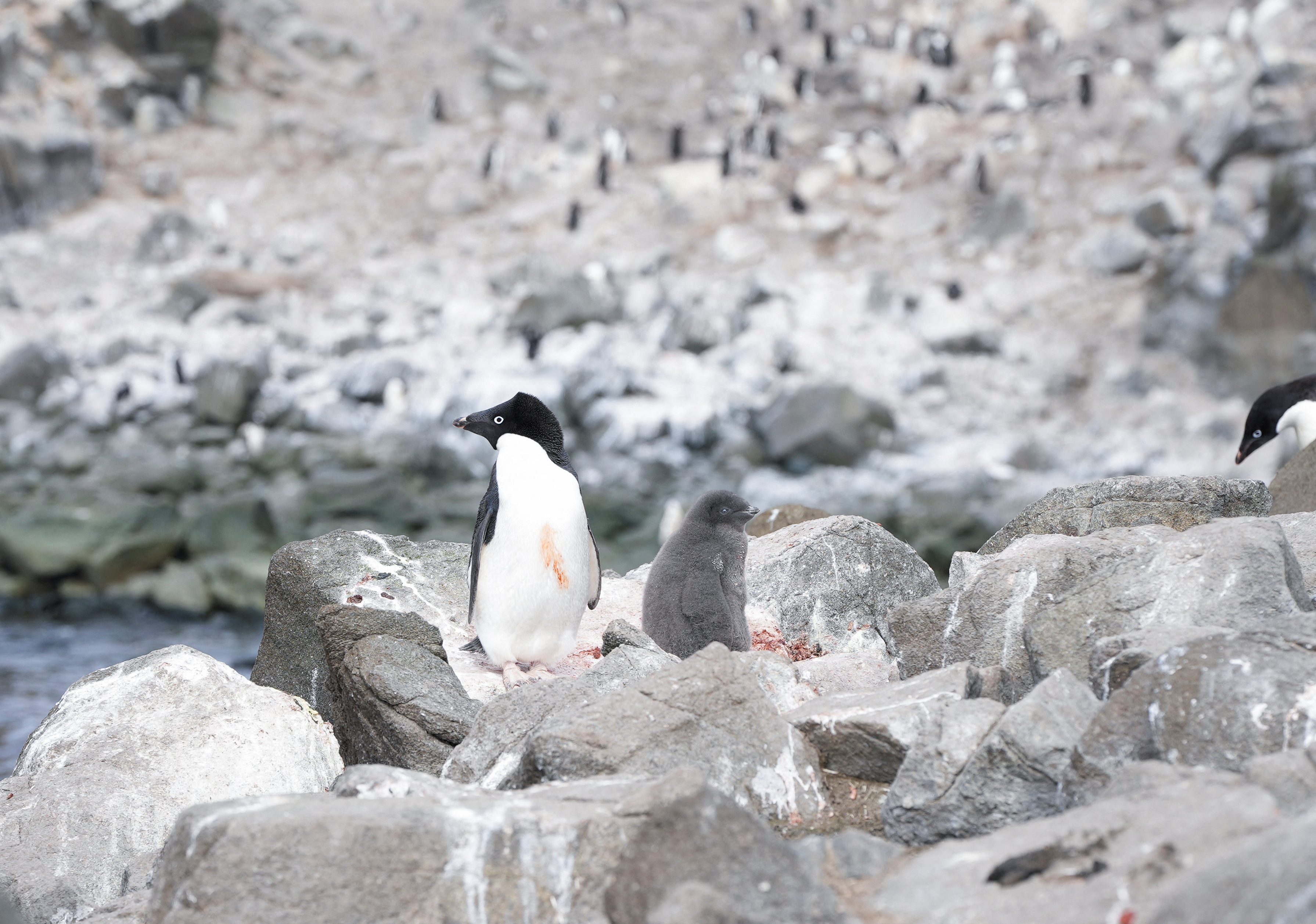 Scientists investigate impact of climate change on penguin colonies in Antarctica