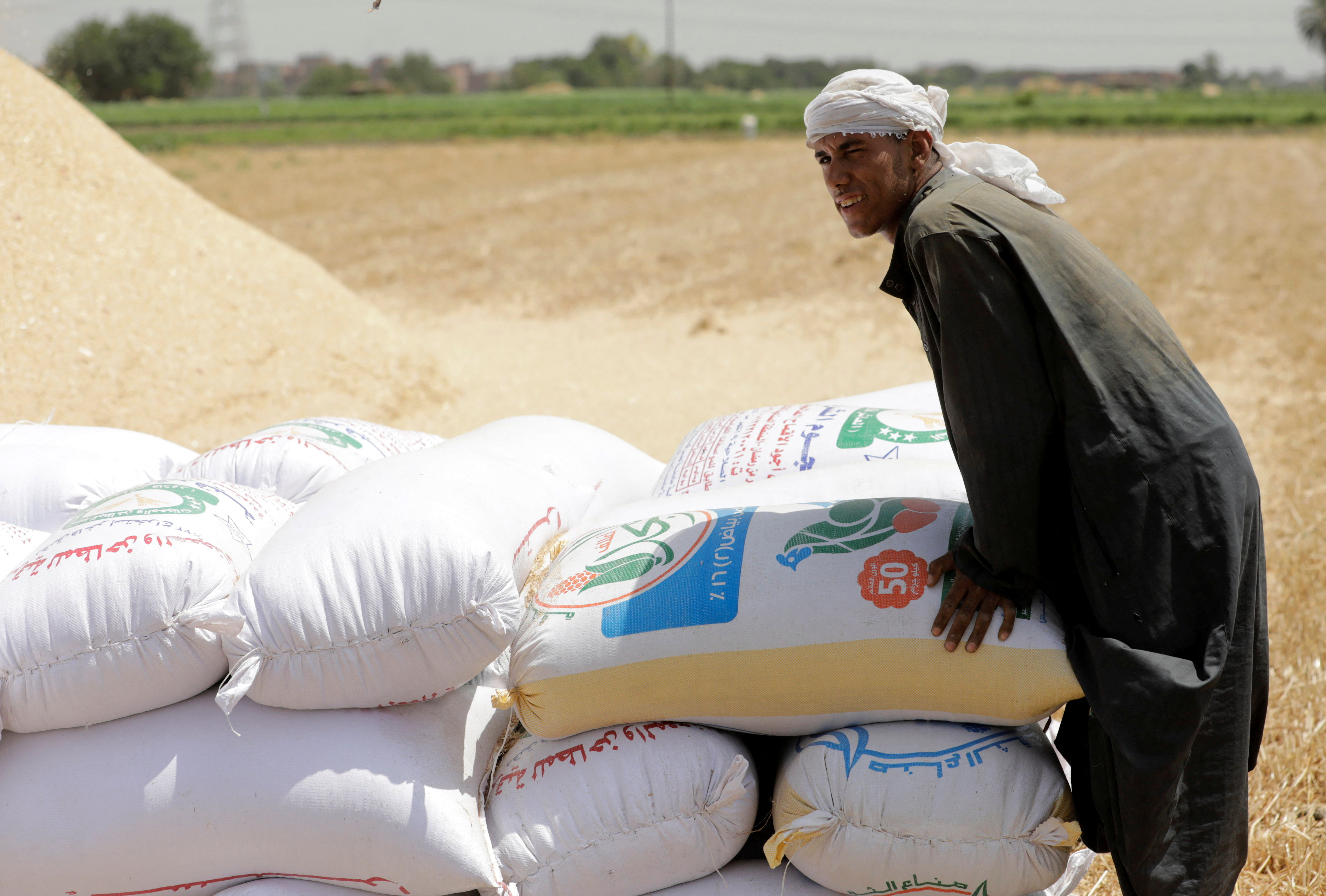 A farmer carries a sack of wheat after harvesting it from a field in Al Qalyubia Governorate