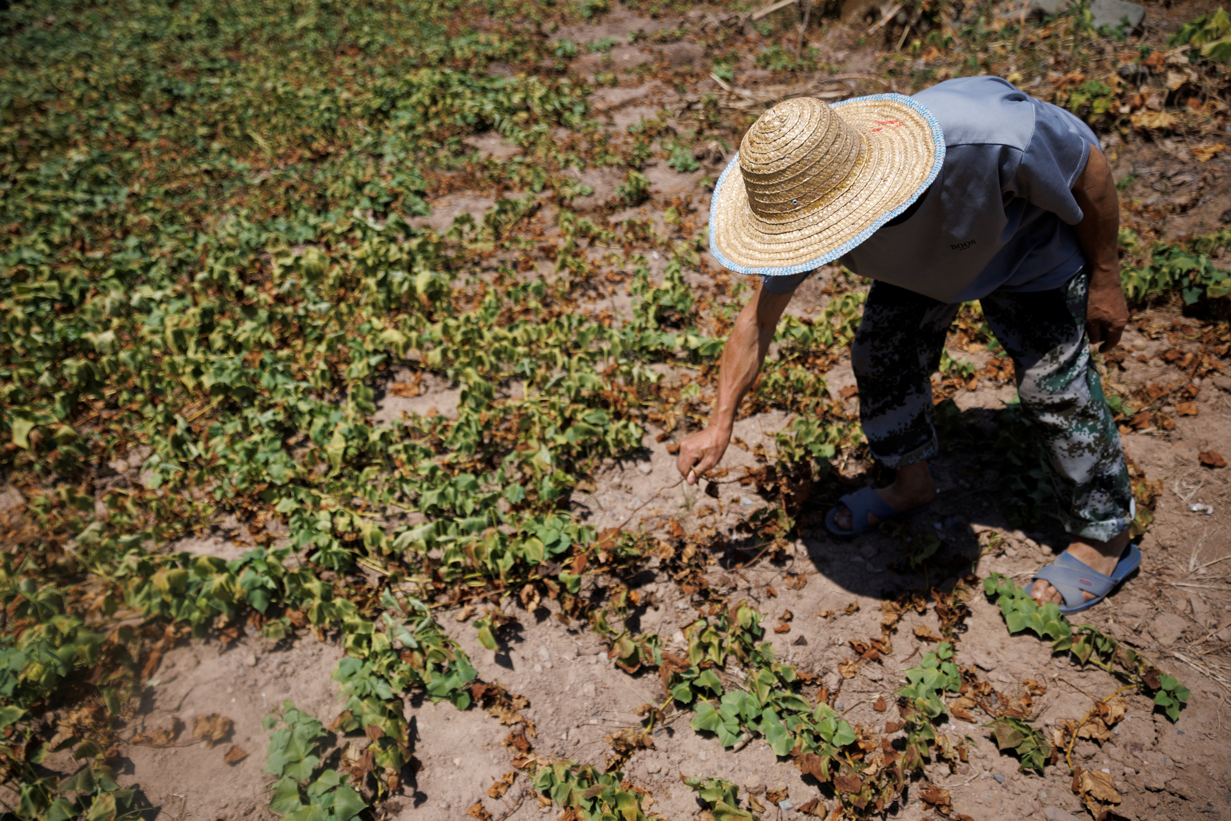 Local farrmer Chen Xiaohua, 68, shows his dead sweet potato plants after all his crops perished as the region is experiencing a drought in Fuyuan village in Chongqing