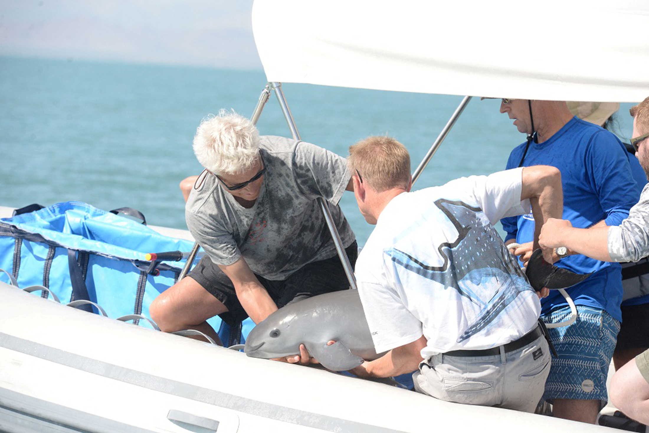 Scientists return a vaquita into the ocean as part of a conservation project, in the Sea of Cortez