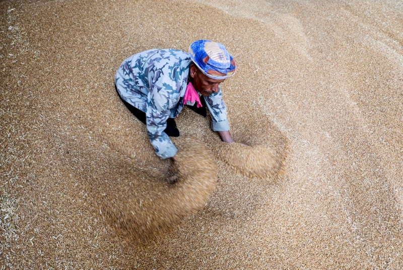 A worker collects wheat in Banha silos in Qalyubia Governorate