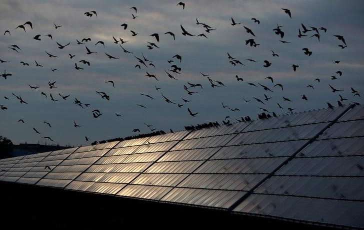 Ravens fly over solar panels at the Abakan solar electric station in Abakan