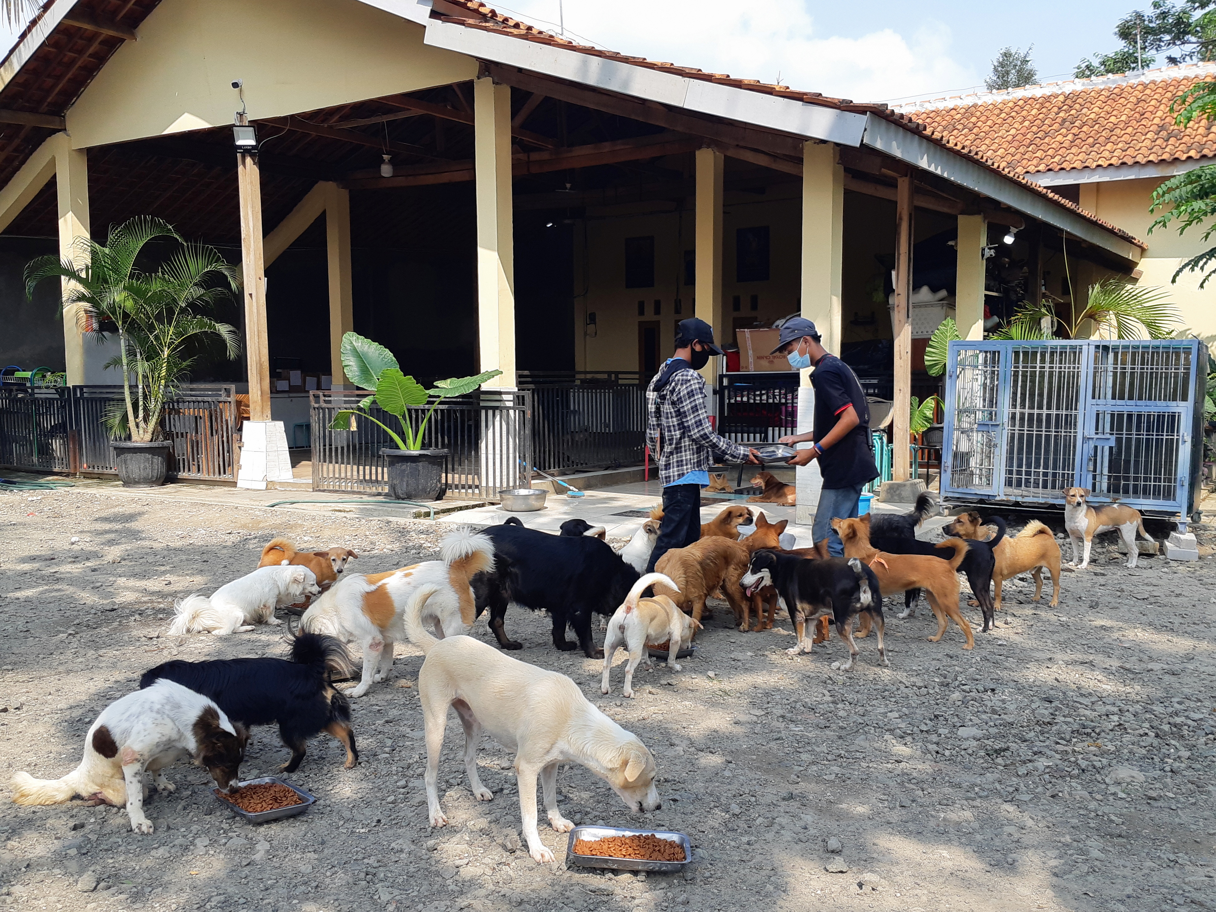 Indonesia animal-lovers help pets left behind by coronavirus | Reuters