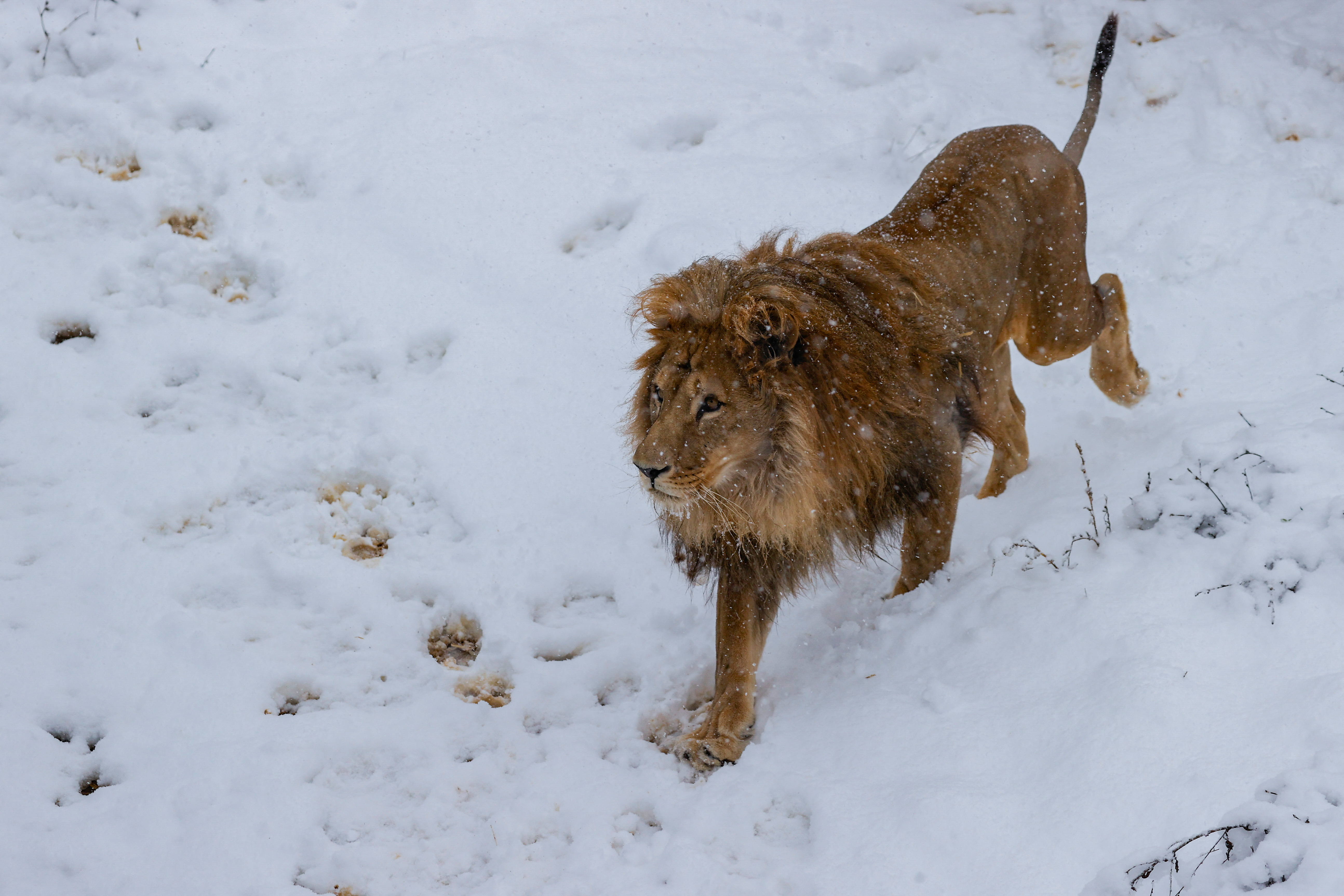 A lion and several bears go wild in snow in Kosovo