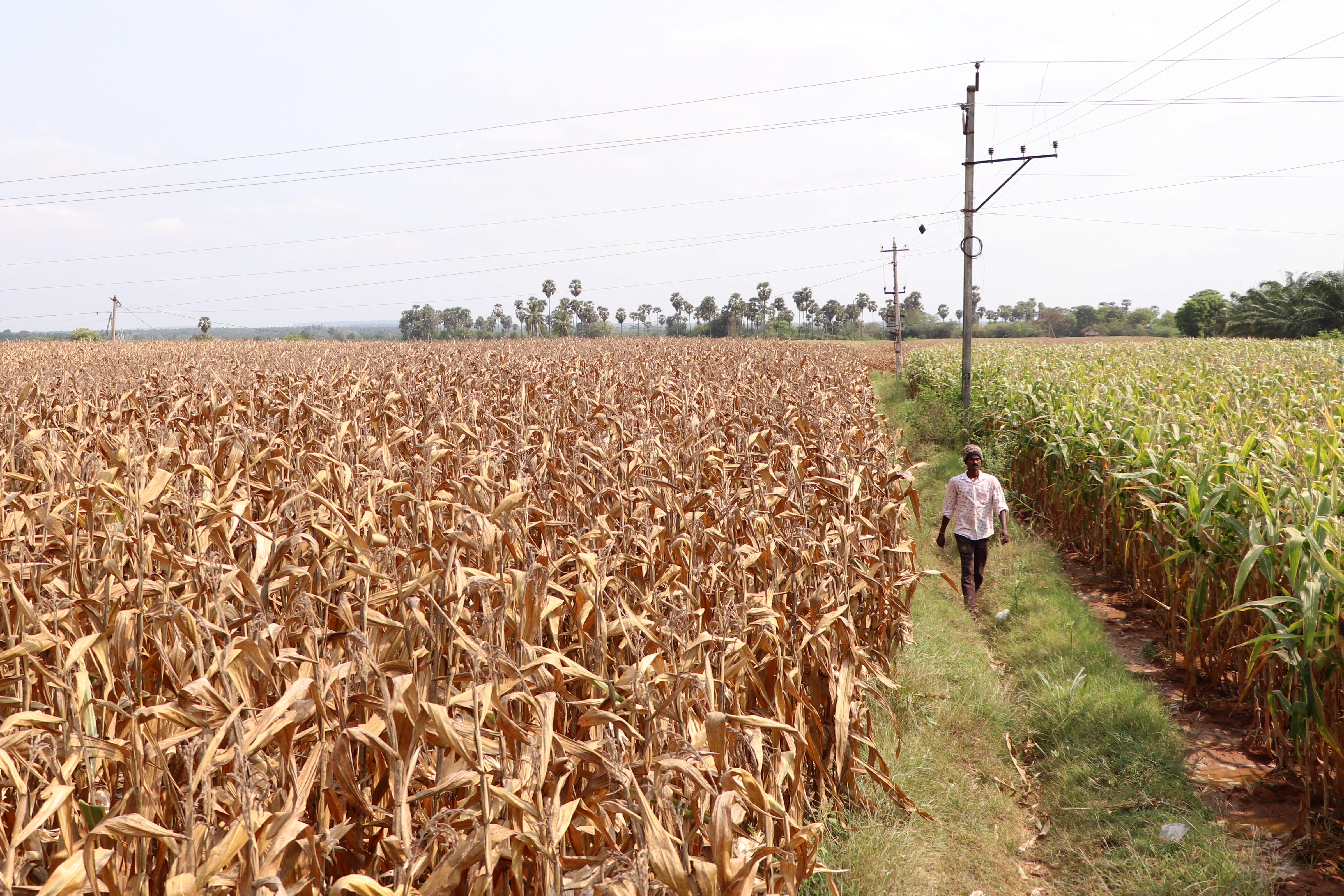 A farmer walks in a corn field in Krishna district