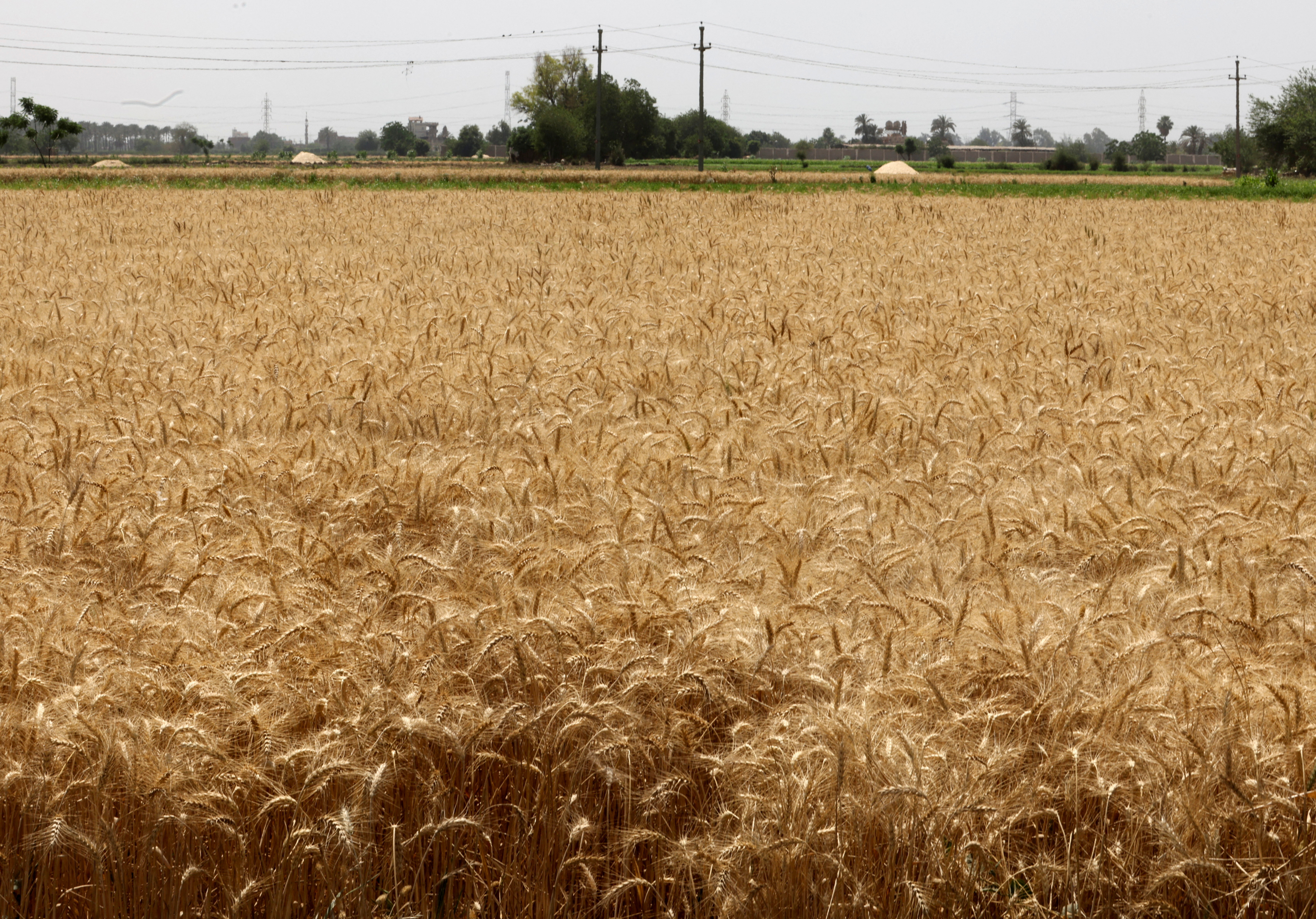 A general view shows a wheat field in Al Qalyubia Governorate