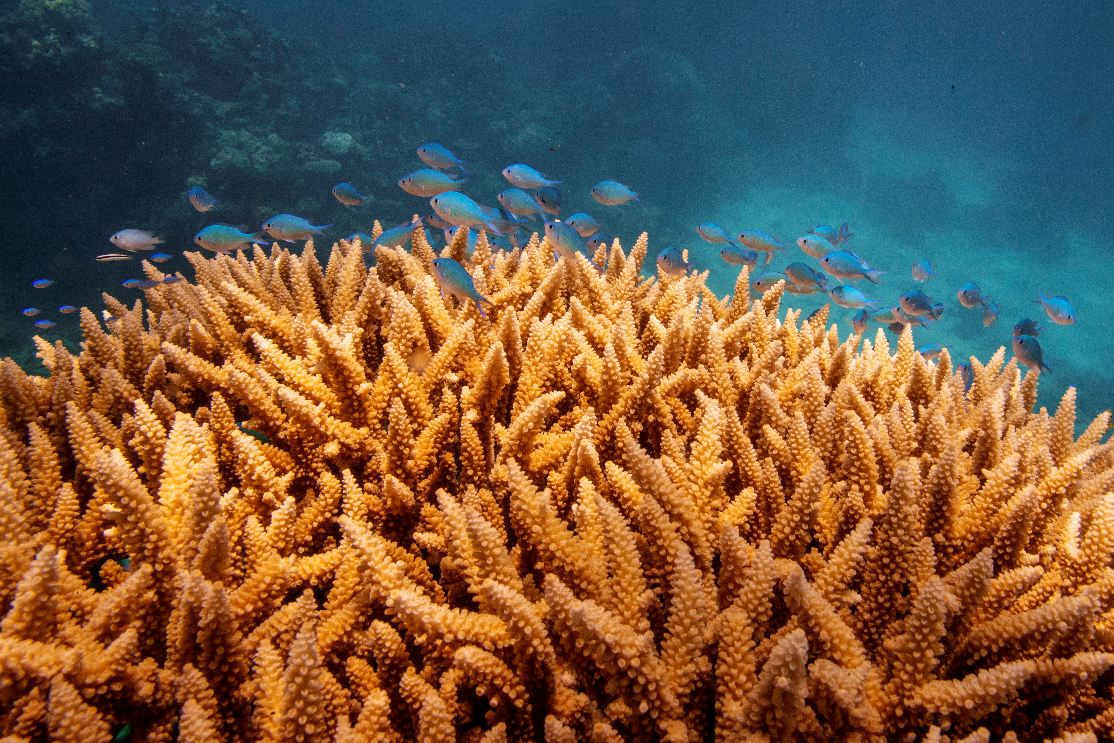 A school of fish swim above a staghorn (Acropora cervicornis) coral colony as it grows on the Great Barrier Reef off the coast of Cairns, Australia