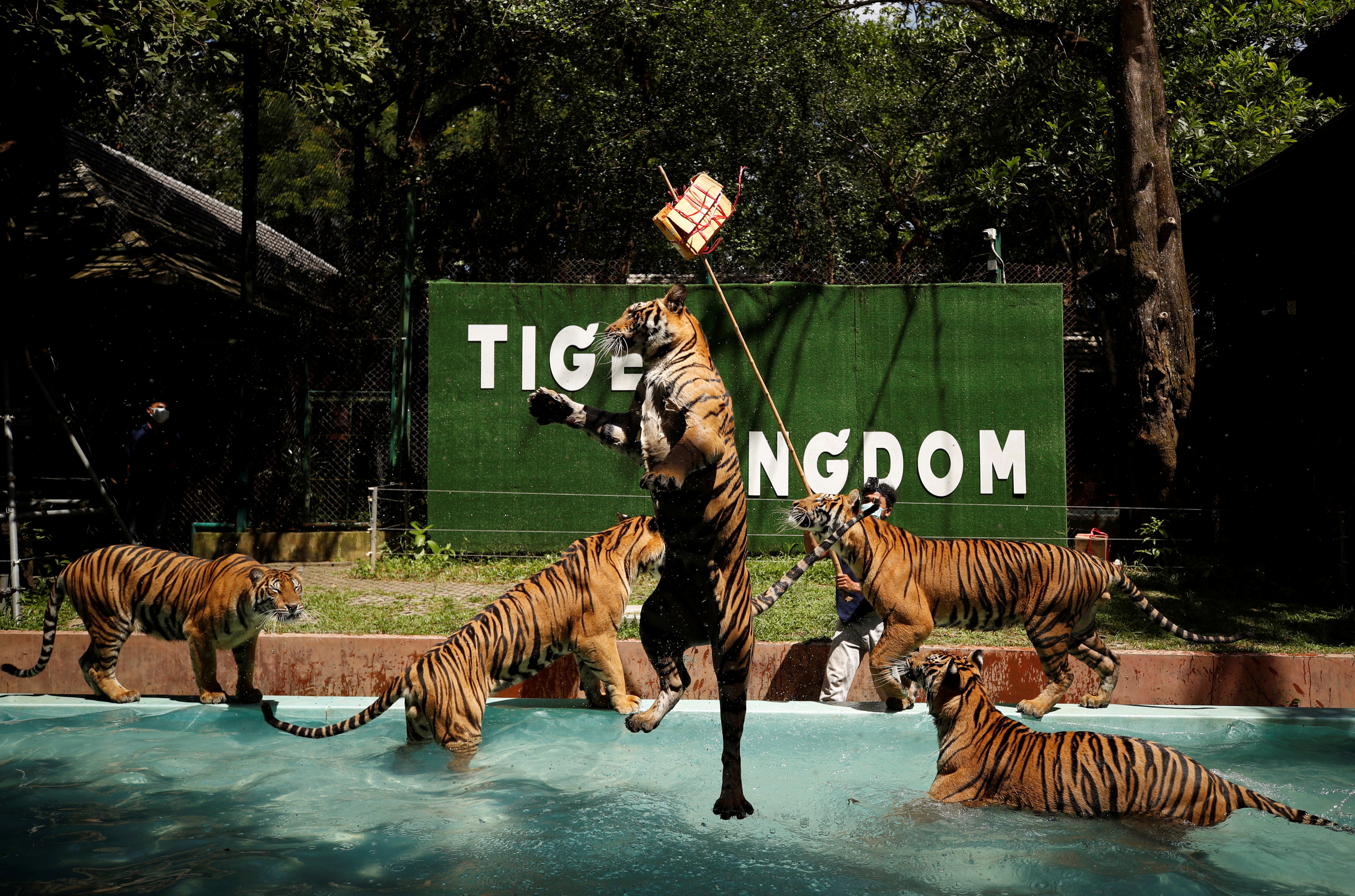 Thai tiger park hopes to roar back to life as foreign tourists return |  Reuters