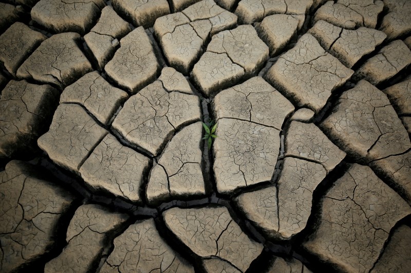 A plant grows between cracked mud in a normally submerged area at Theewaterskloof dam near Cape Town