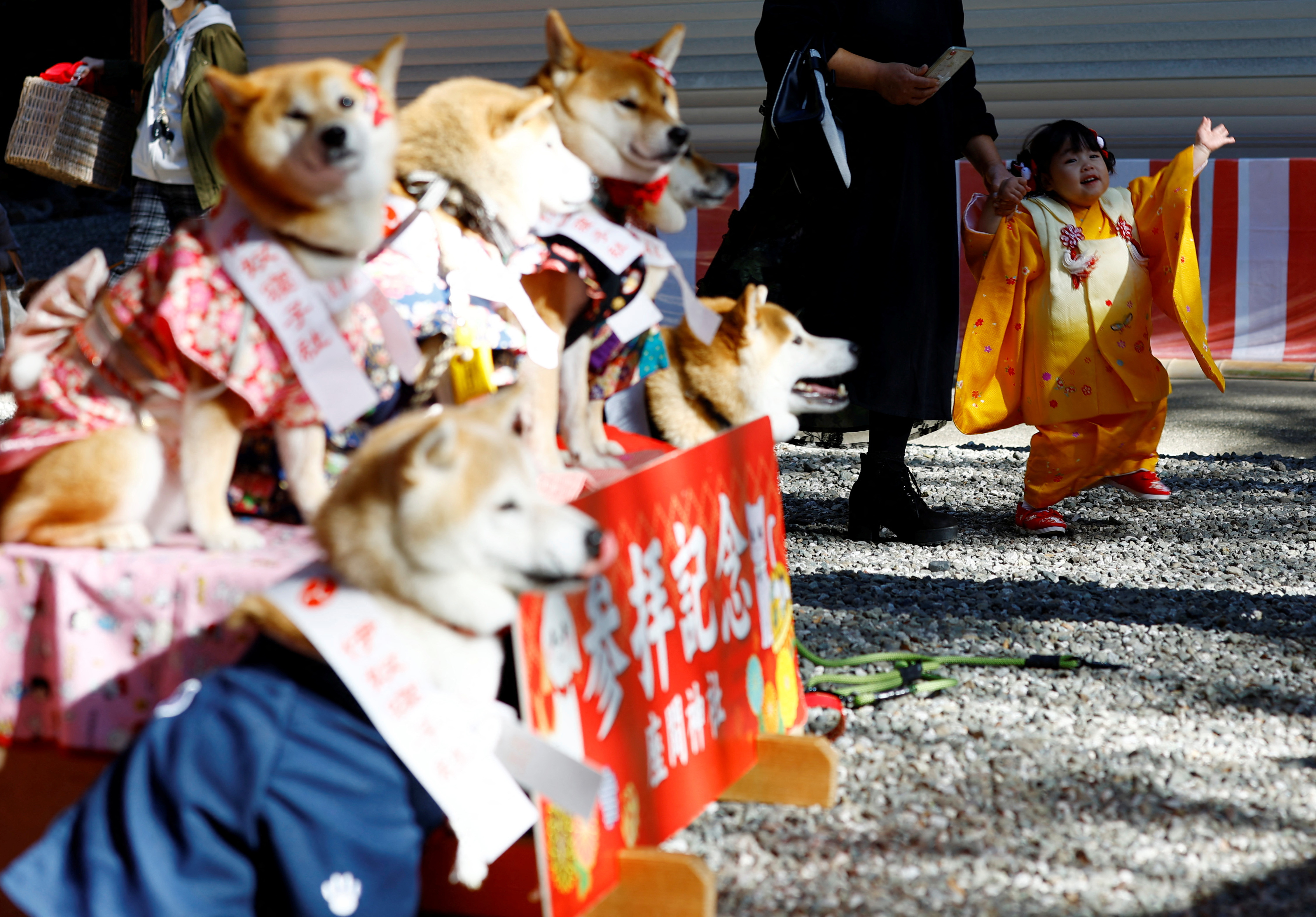 Dogs don kimonos, receive blessings in place of children in