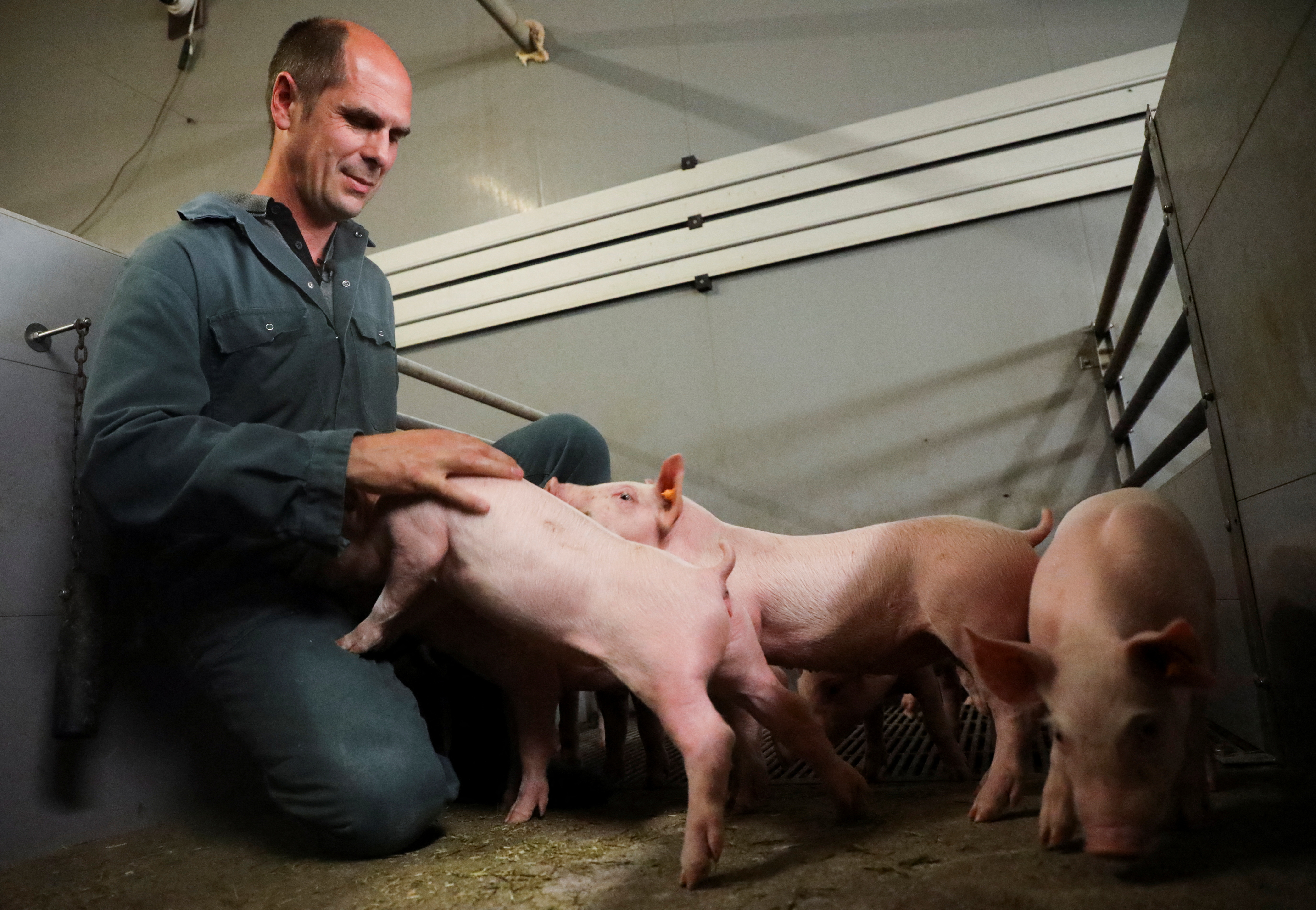 Belgian pig farmer Piet Paesmans handles his pigs in Nieuwerkerken