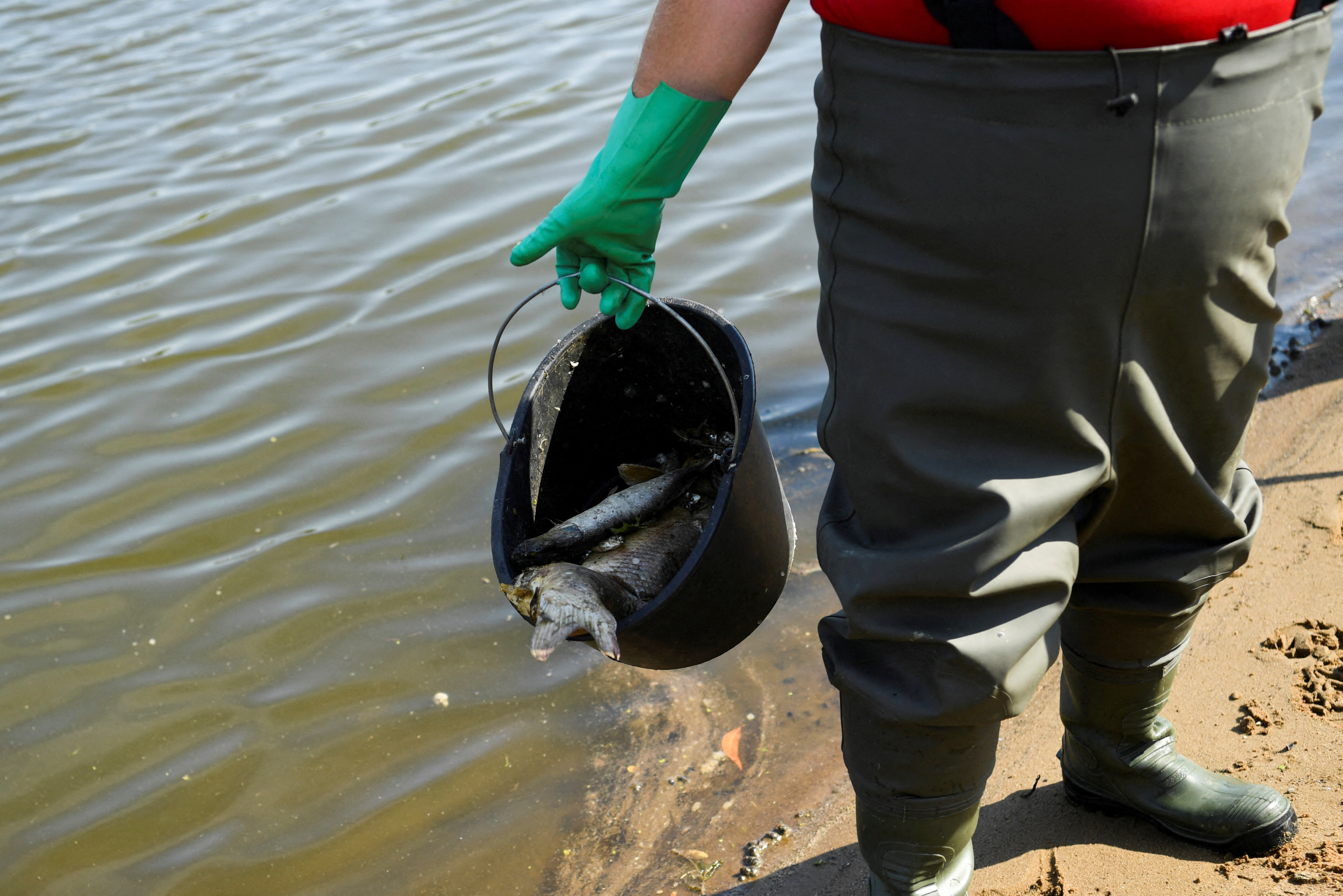 German authorities look for the cause of mysterious fish deaths