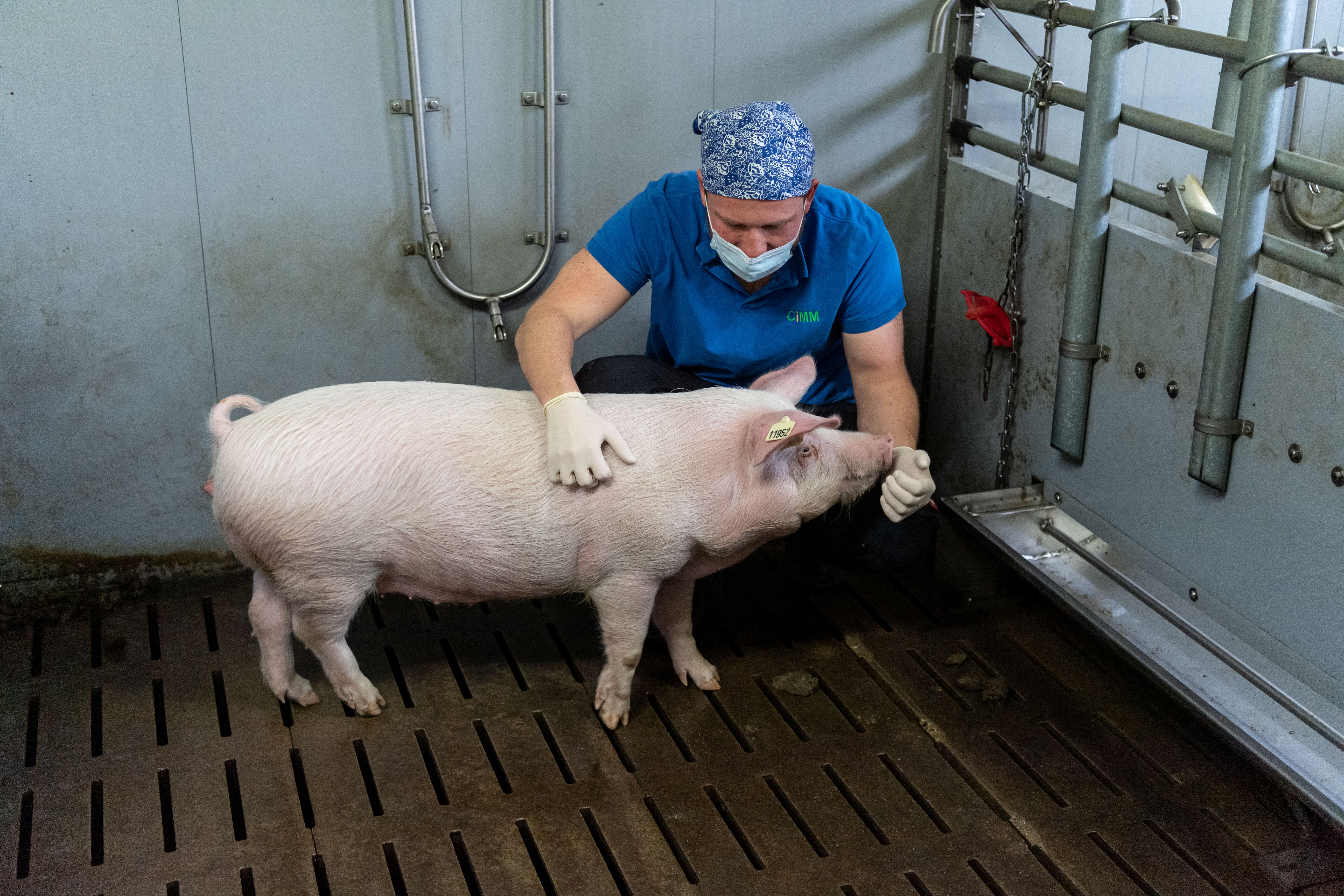 German researchers genetically modify pigs for transplantation into humans