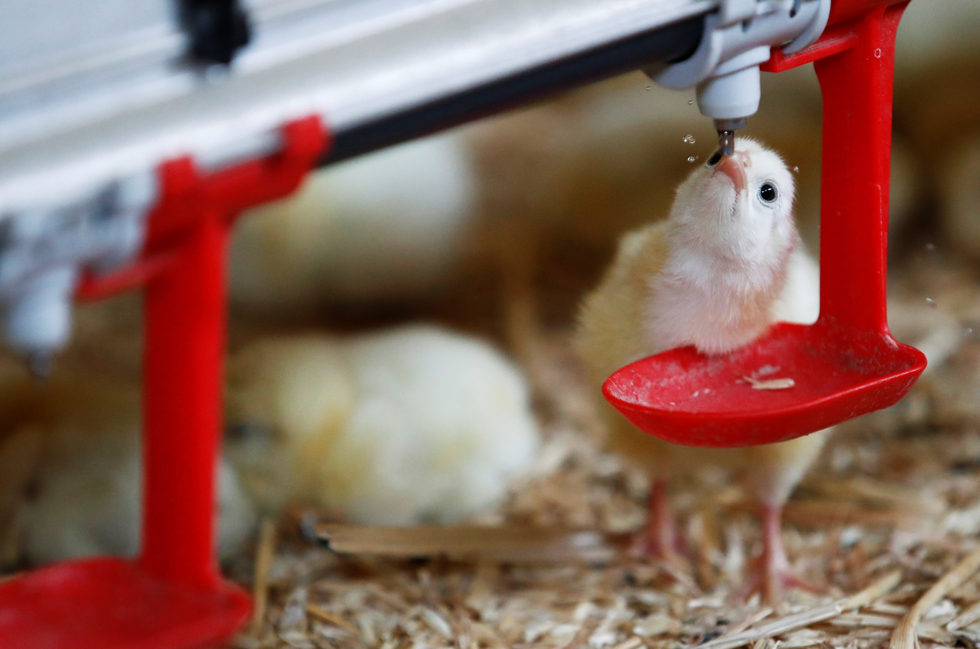 A chick drinks water at a poultry farm in Pruille-le-Chetif